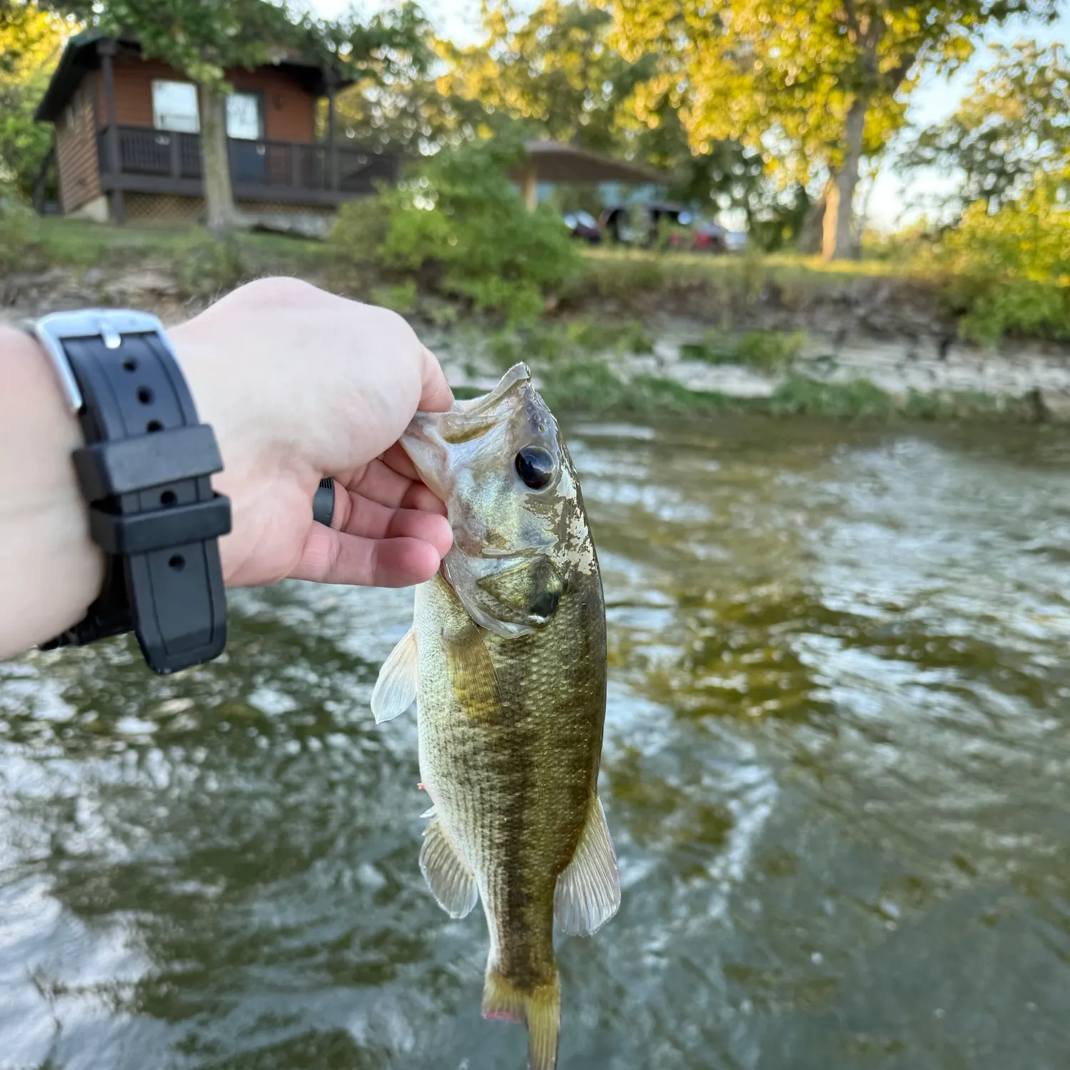 Spotted bass caught on Fishbrain