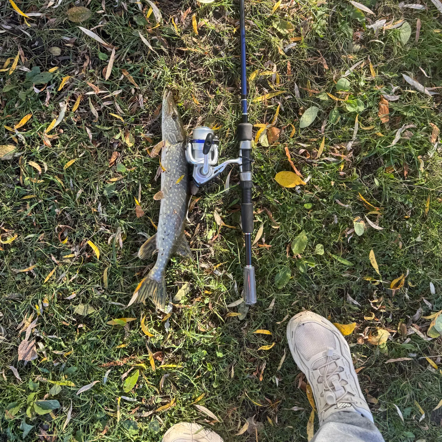 Northern pike caught on Fishbrain