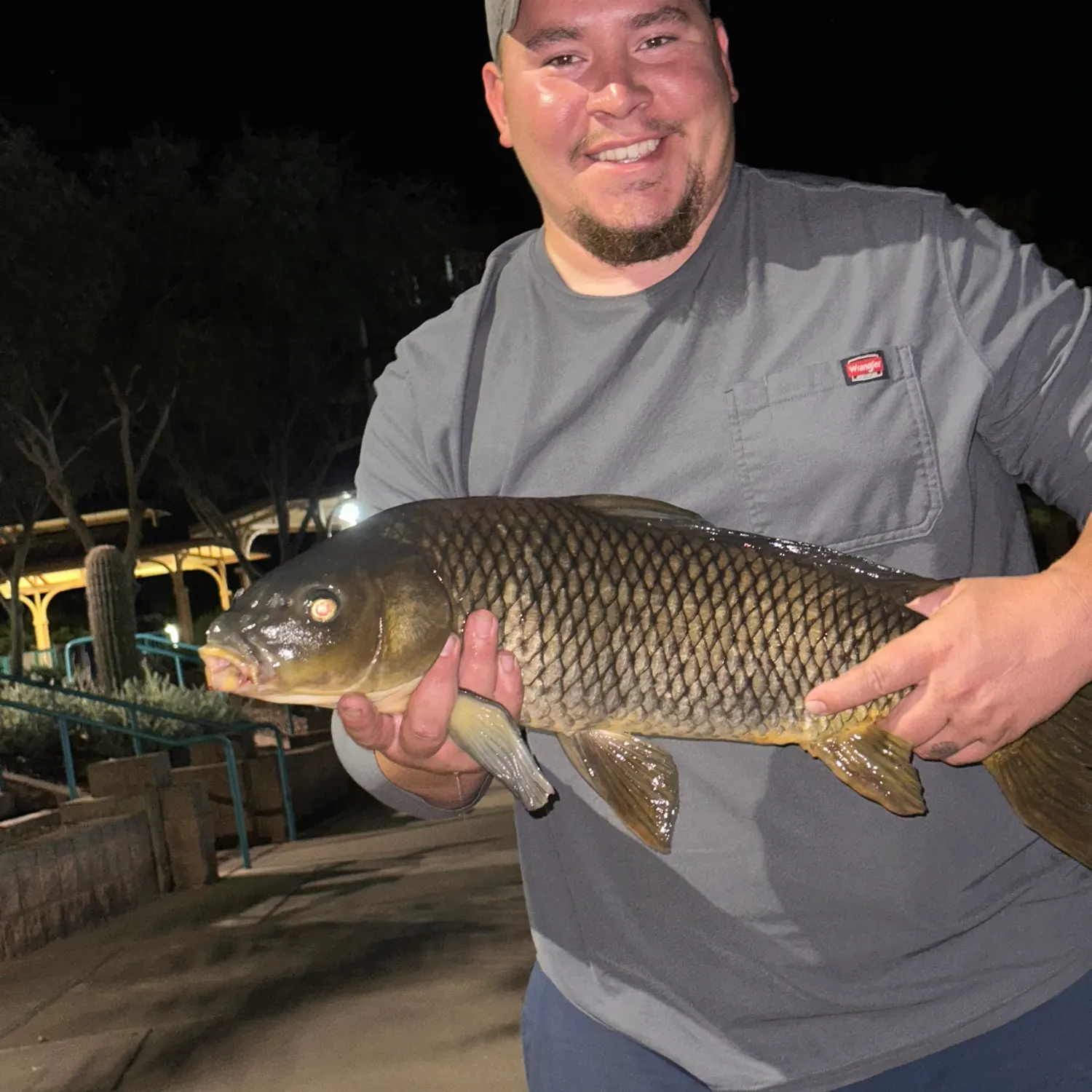Common carp caught on Fishbrain