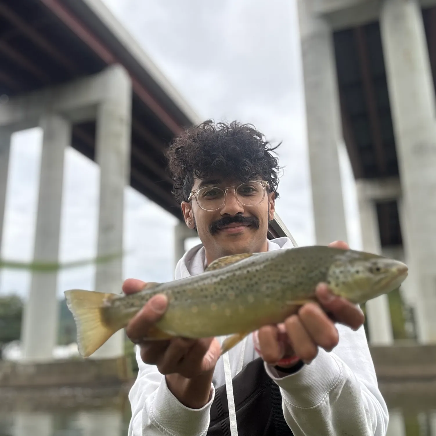 Brown trout caught on Fishbrain