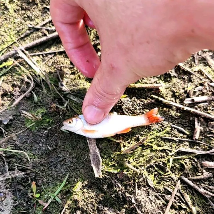 The most recent Red shiner catches on Fishbrain
