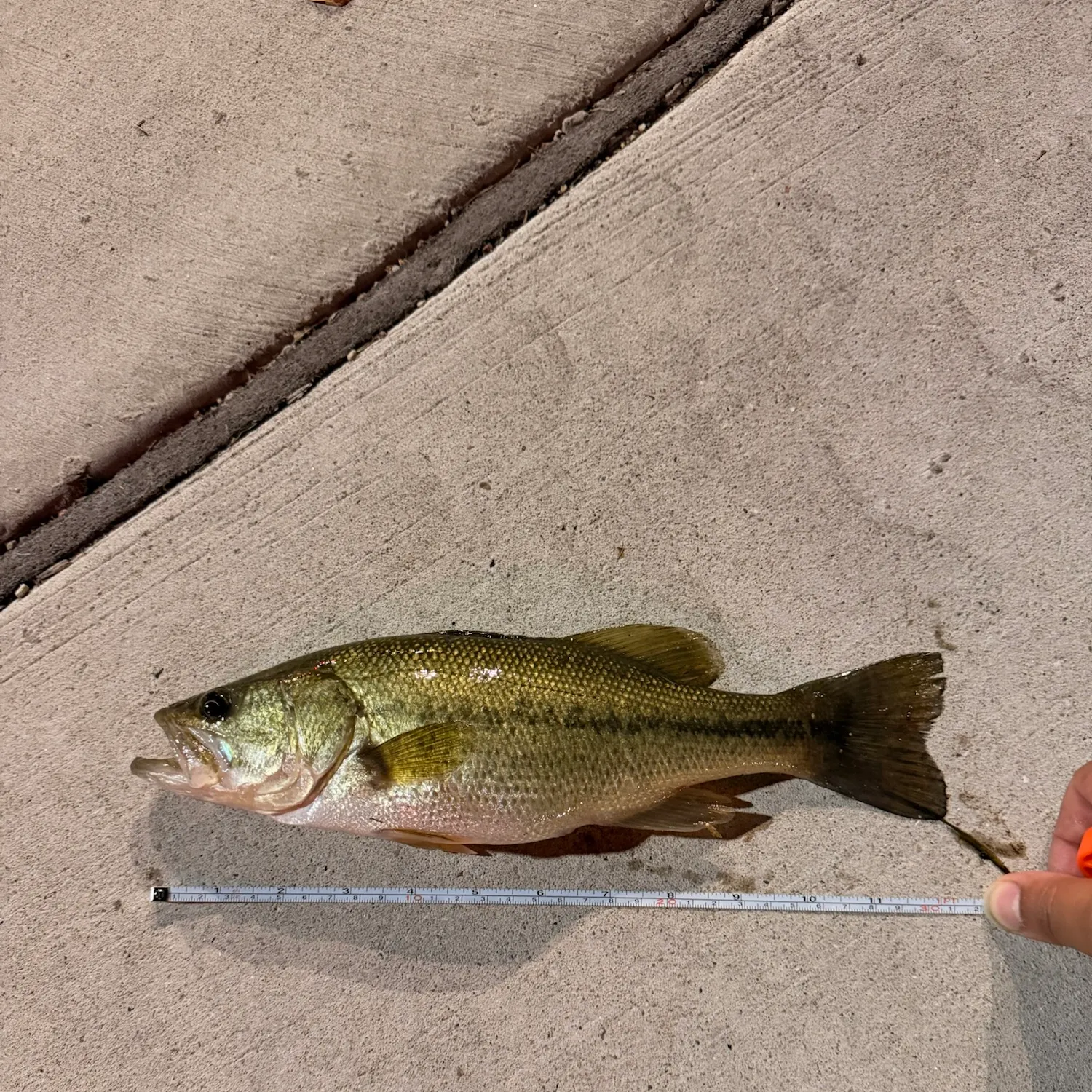 Largemouth bass caught on Fishbrain