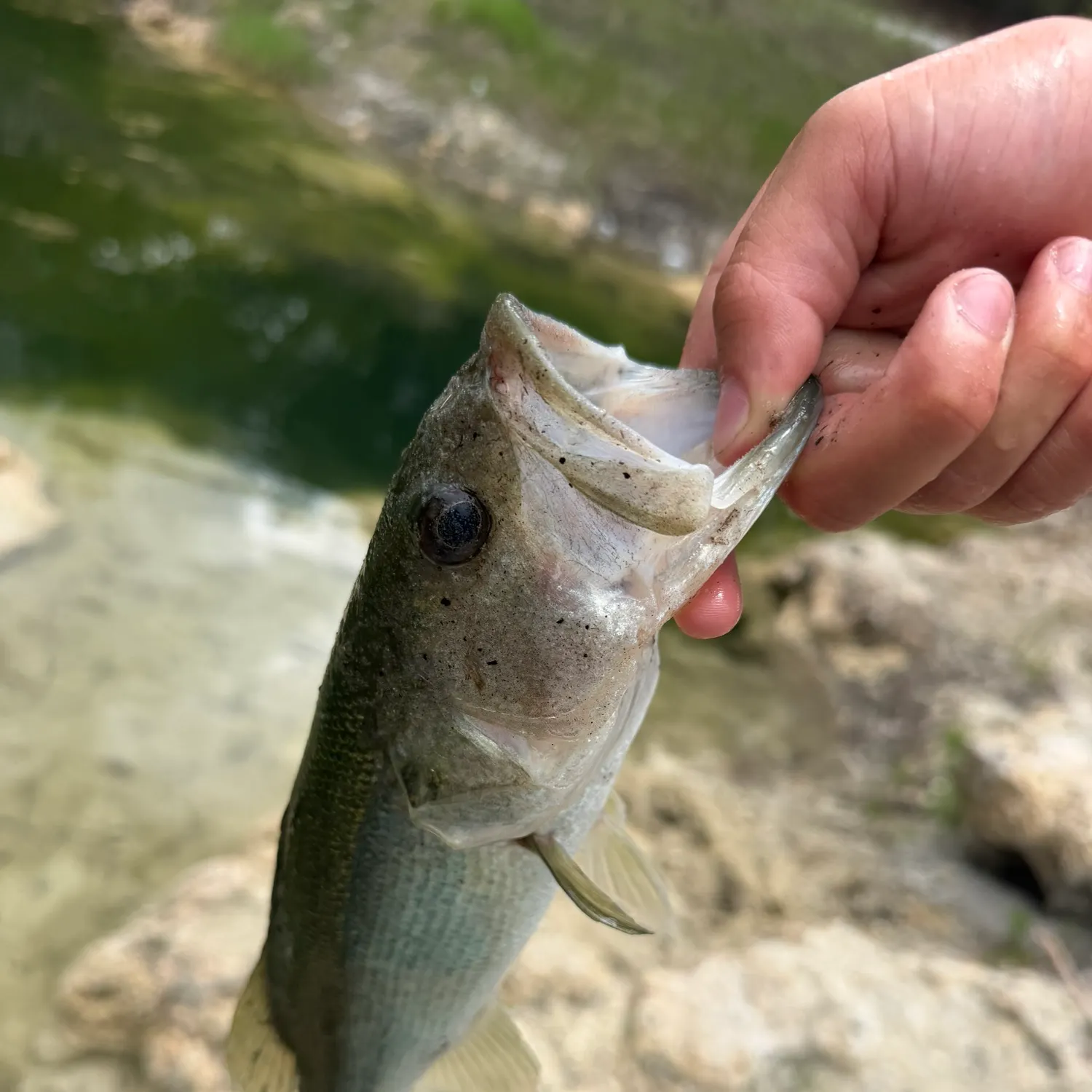The most recent Shoal bass catches on Fishbrain