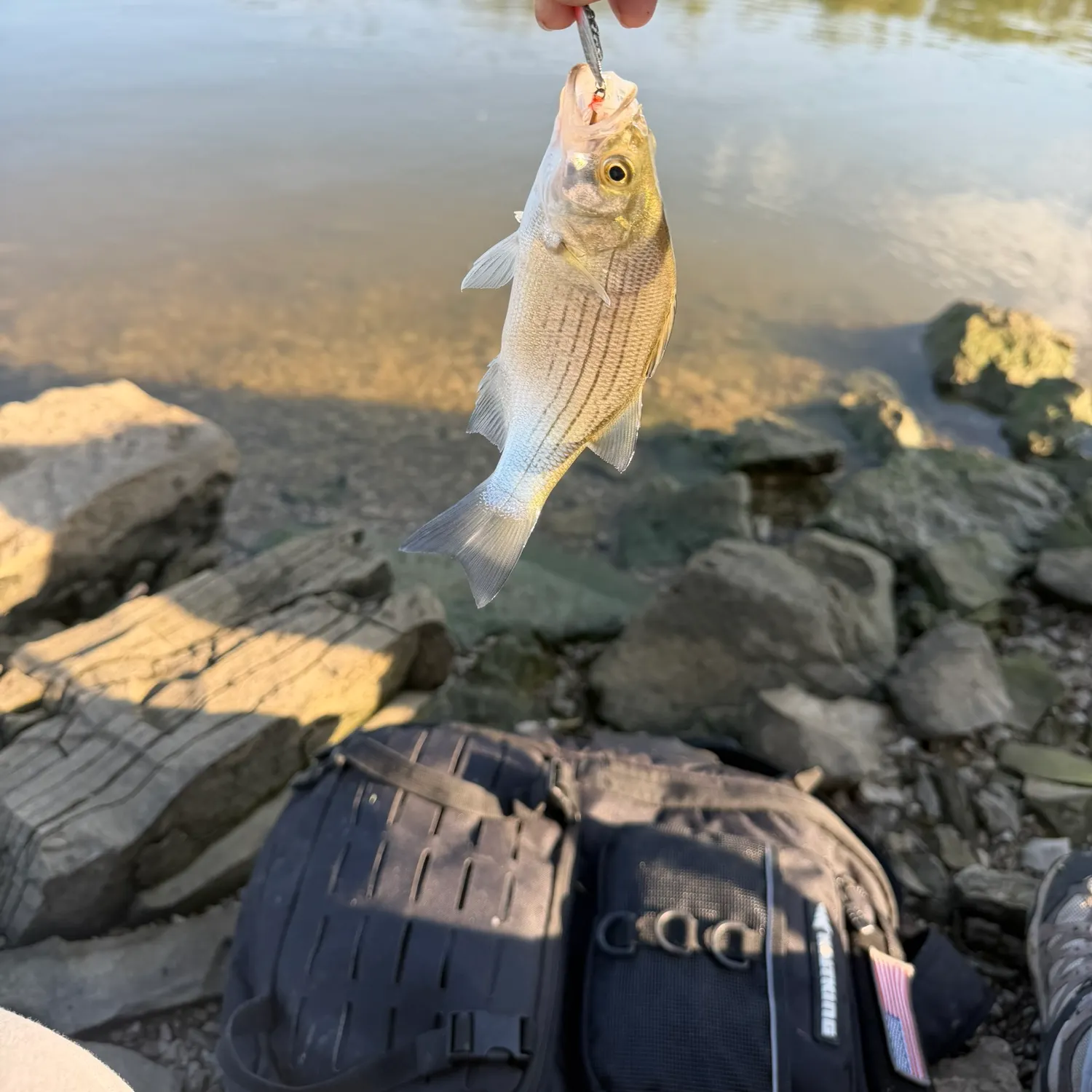 White bass caught on Fishbrain