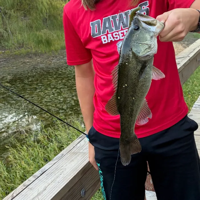Largemouth bass caught on Fishbrain