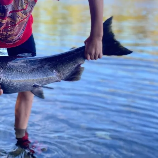 Chinook salmon caught on Fishbrain
