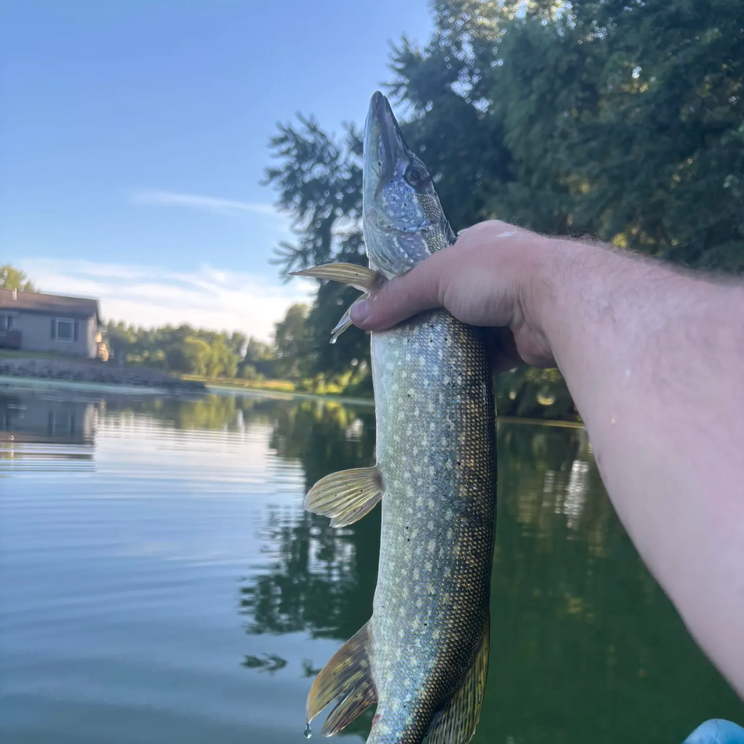 Northern pike caught on Fishbrain