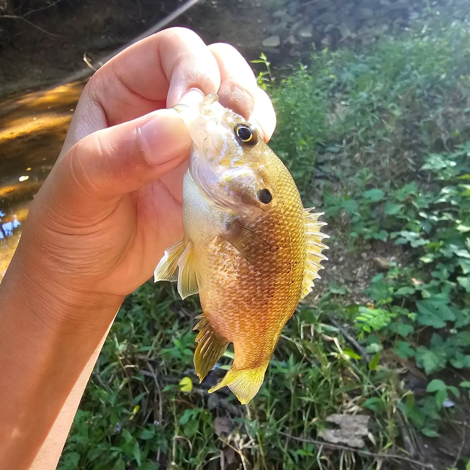 Green sunfish caught on Fishbrain