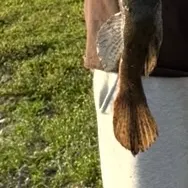 The most recent Bigmouth sleeper catches on Fishbrain