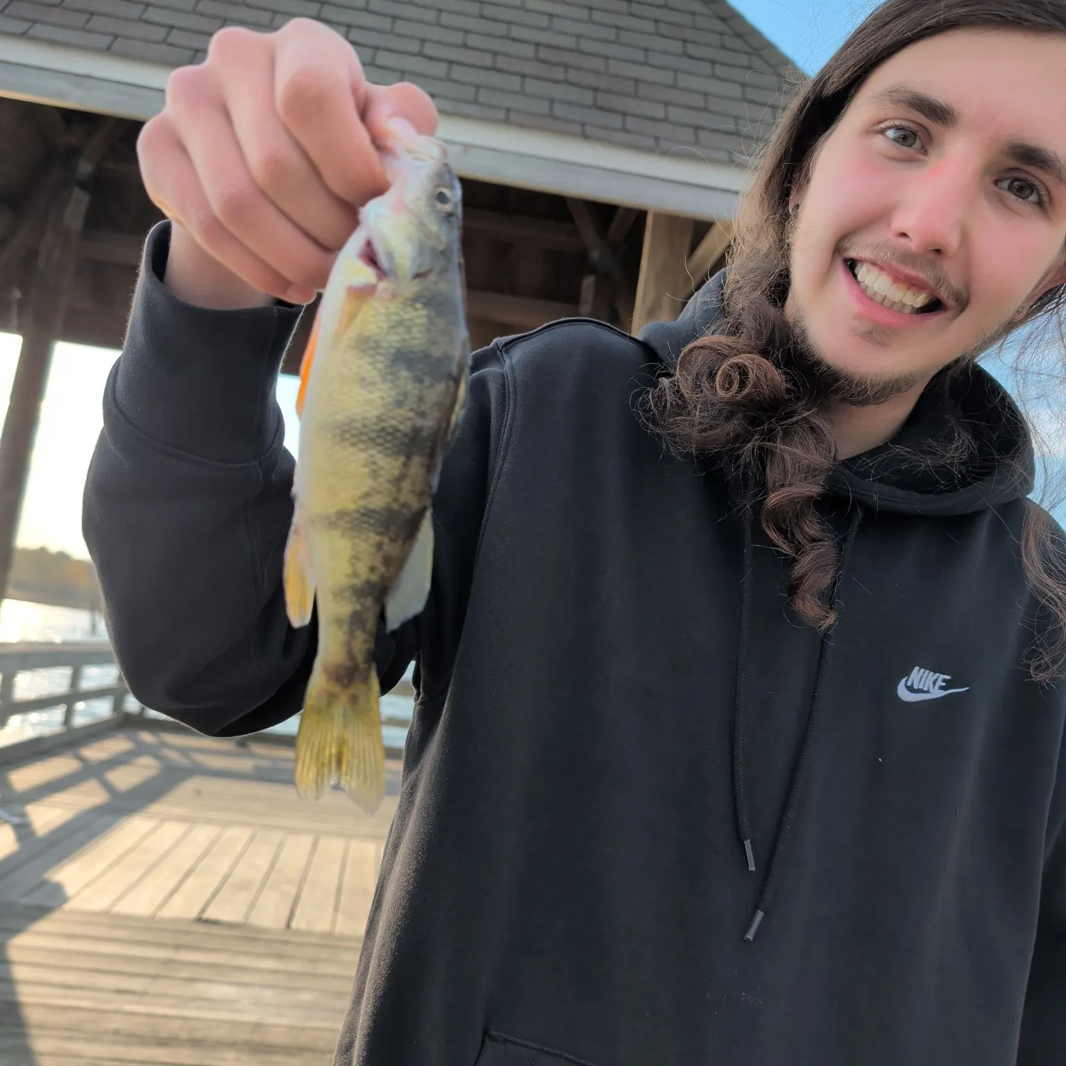 Yellow perch caught on Fishbrain