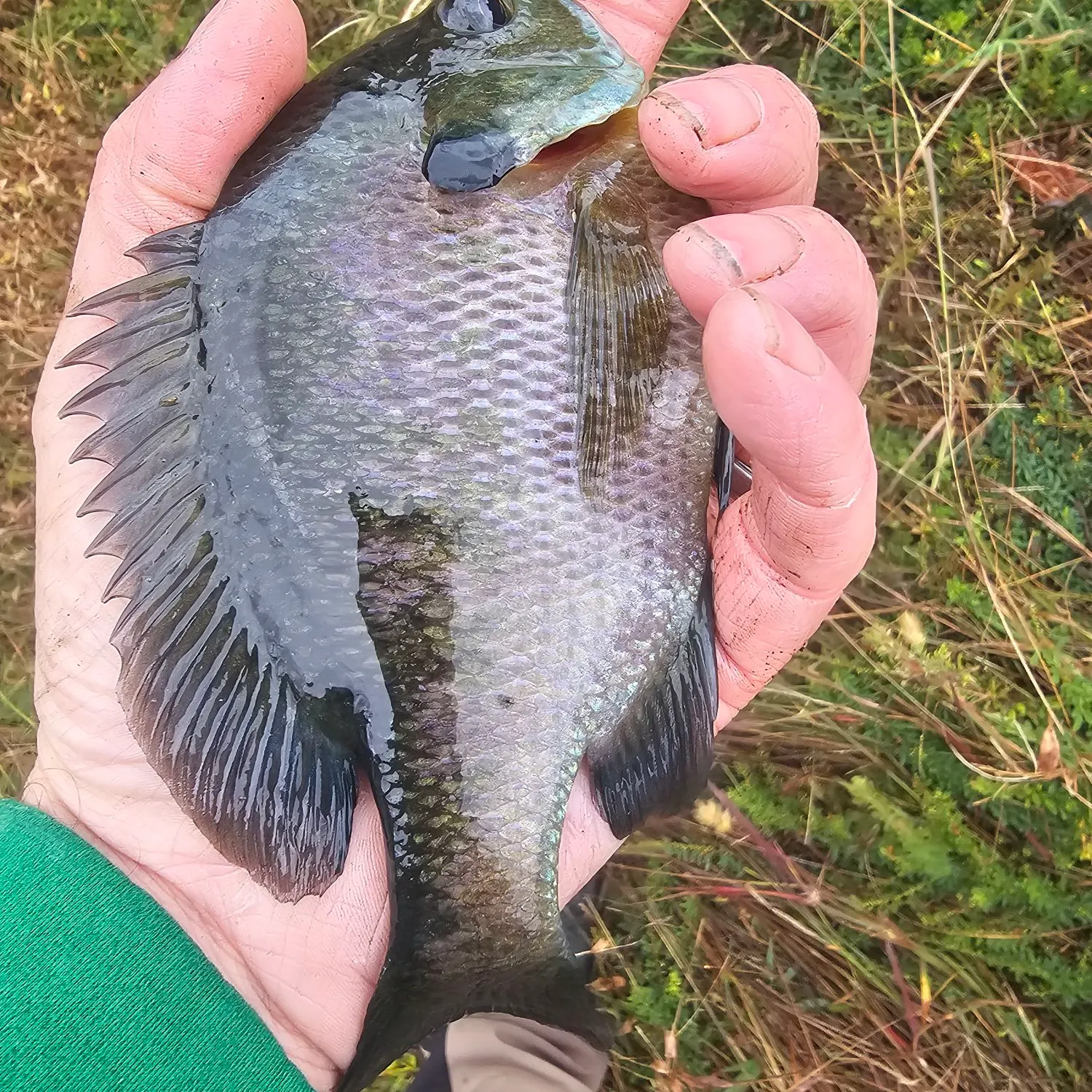 Bluegill caught on Fishbrain