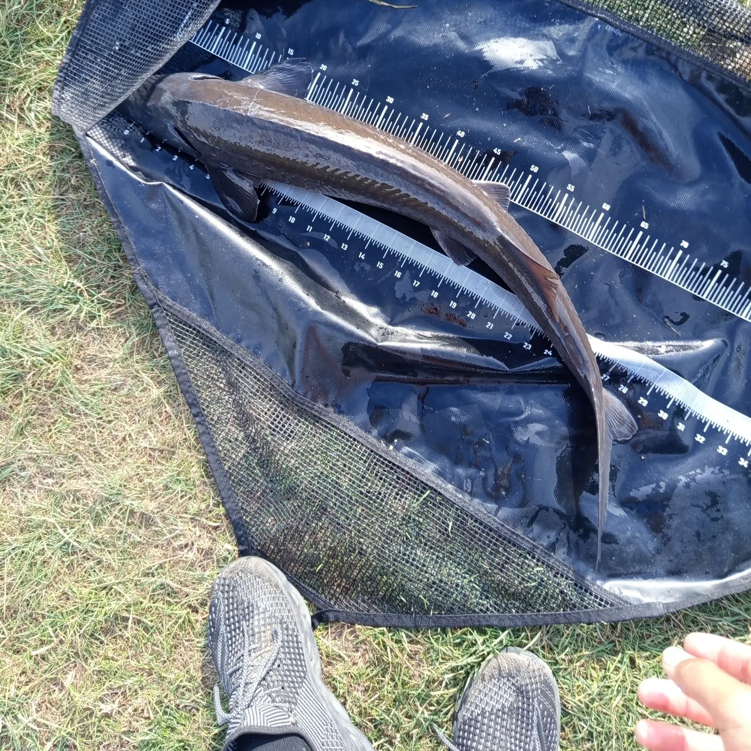 The most recent Green sturgeon catches on Fishbrain