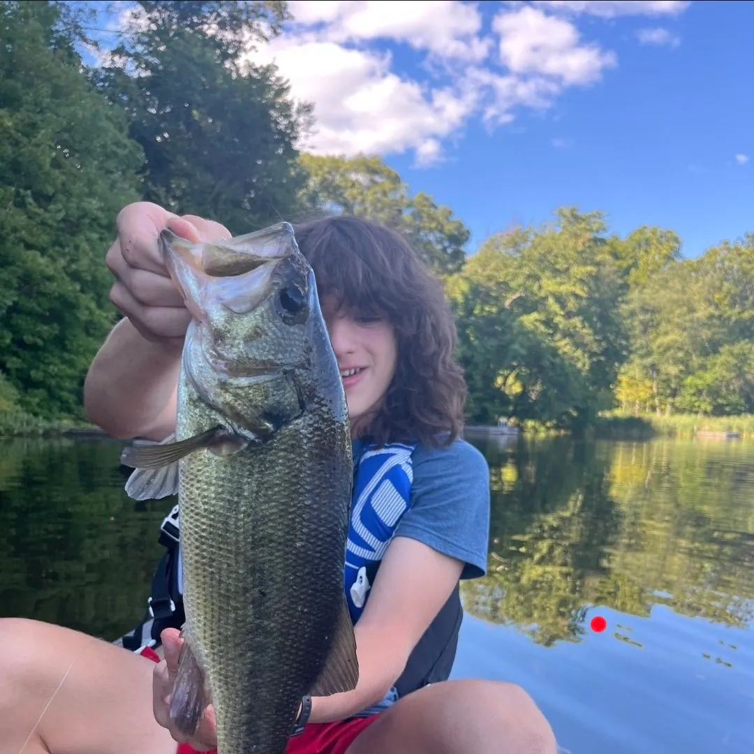 Largemouth bass caught on Fishbrain