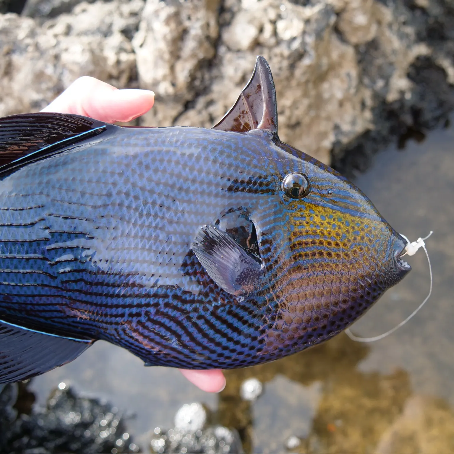 The most recent Black triggerfish catches on Fishbrain