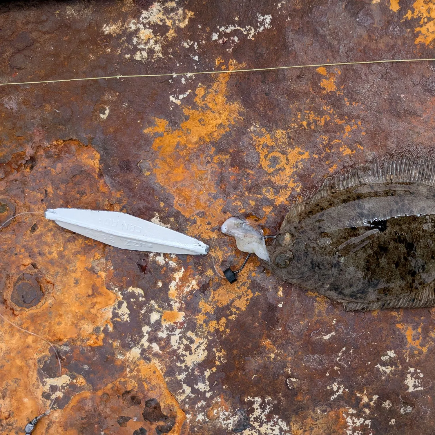The most recent Speckled sanddab catches on Fishbrain