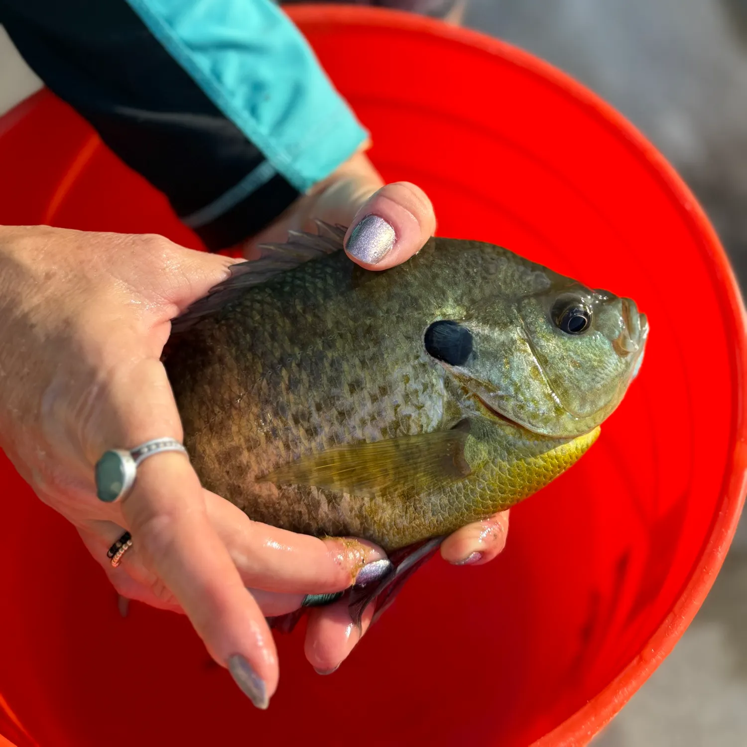 Bluegill caught on Fishbrain