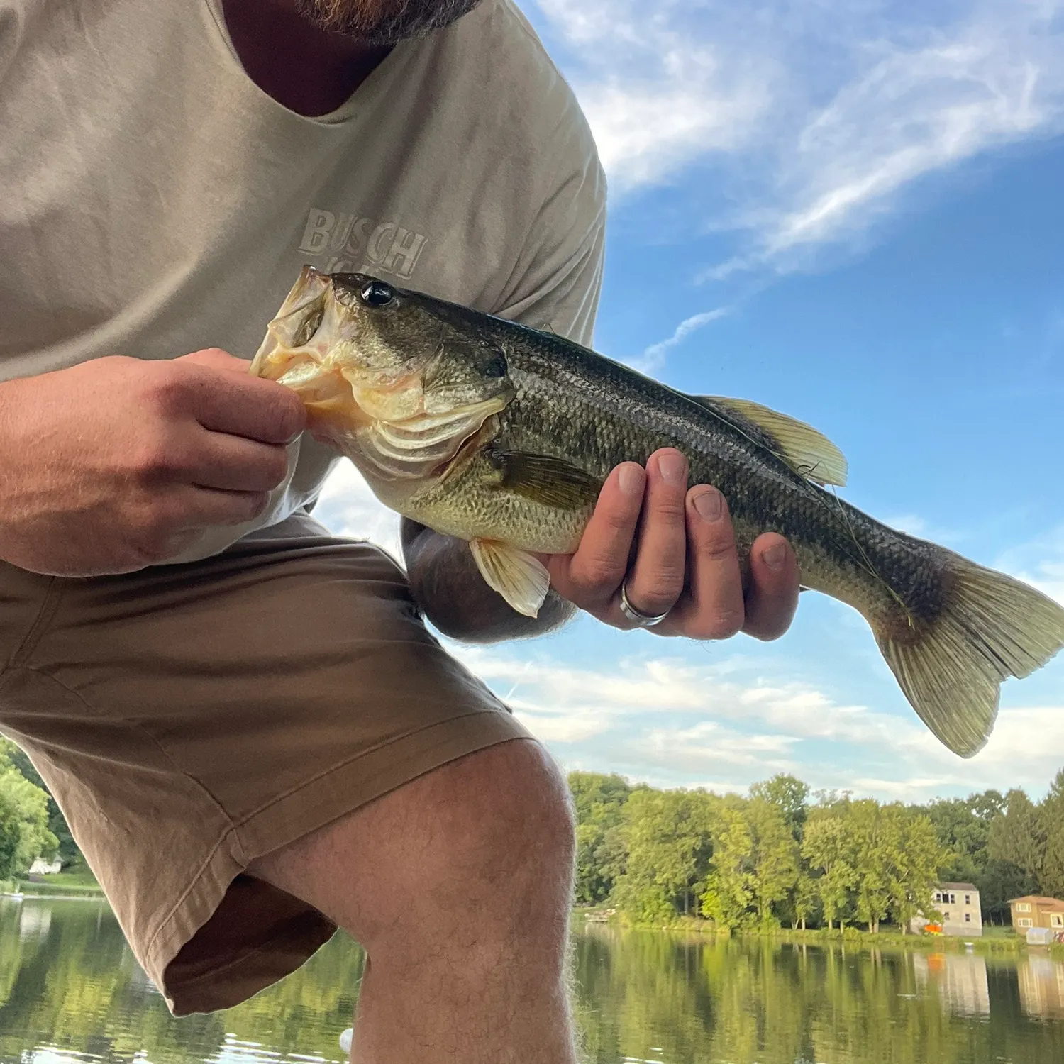 Largemouth bass caught on Fishbrain