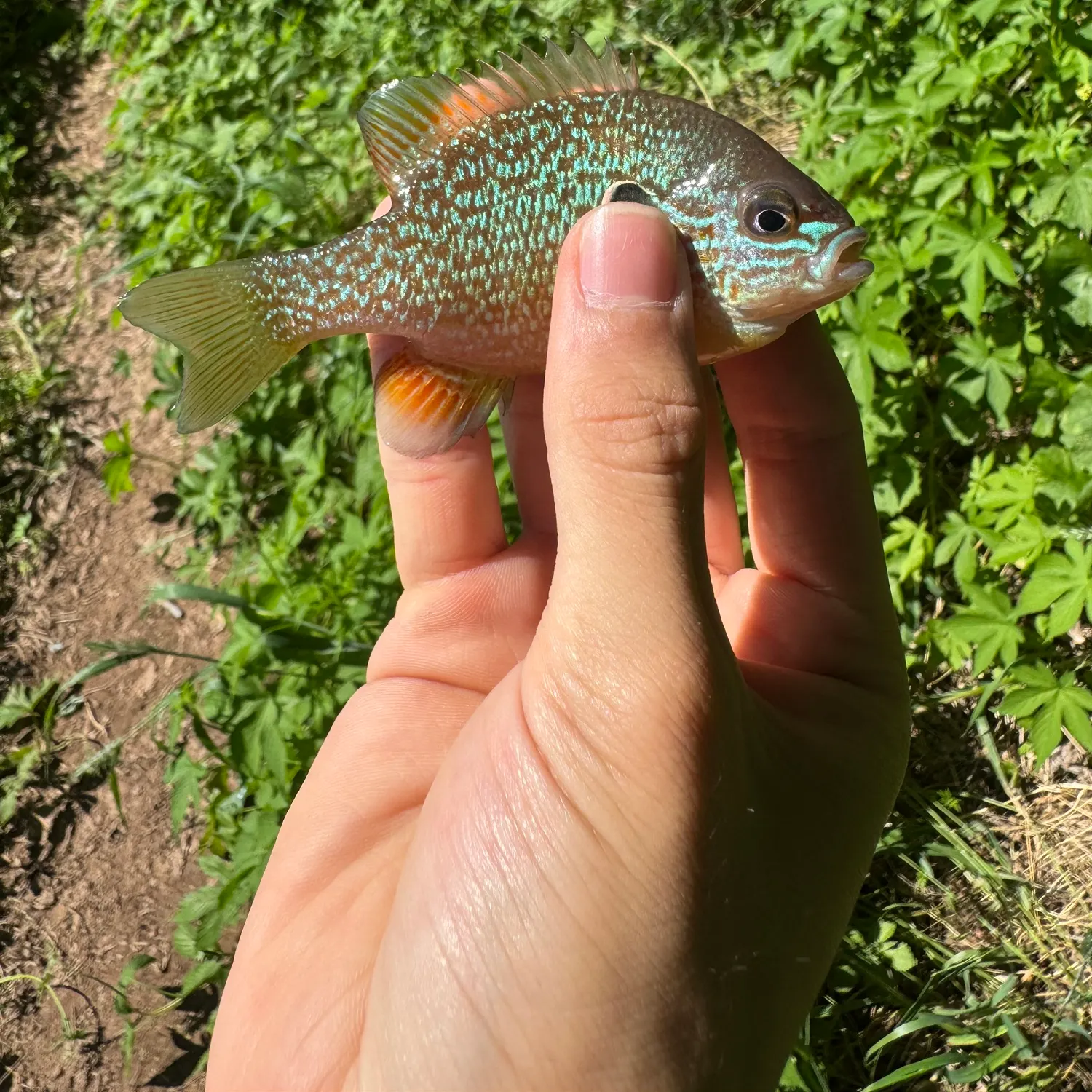 The most recent Longear sunfish catches on Fishbrain