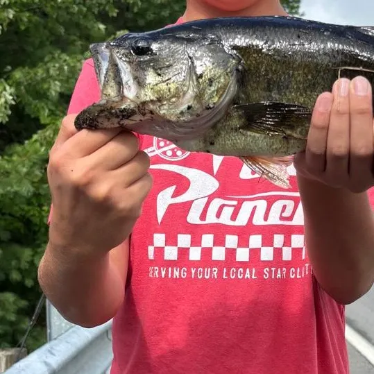 Largemouth bass caught on Fishbrain