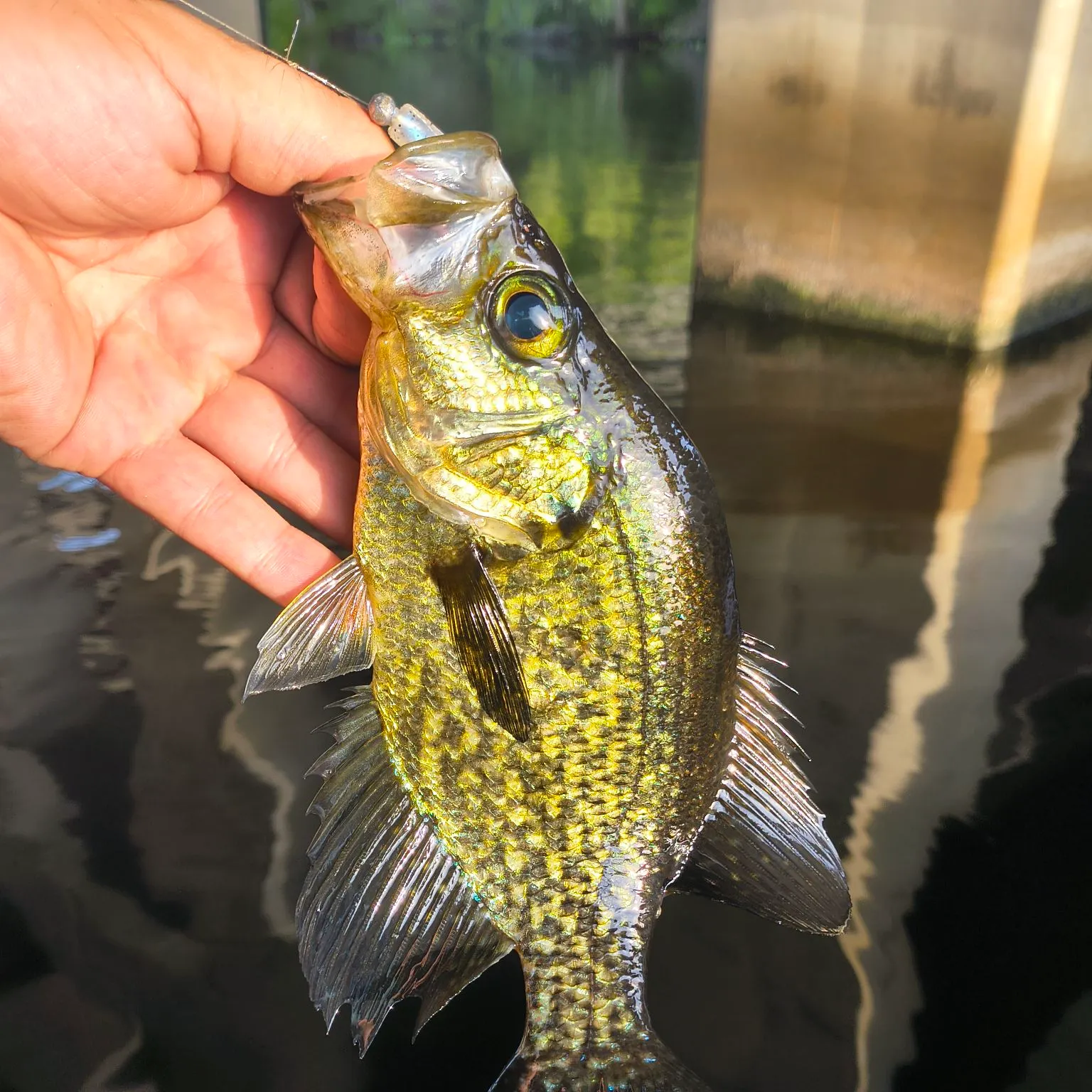 Black crappie caught on Fishbrain