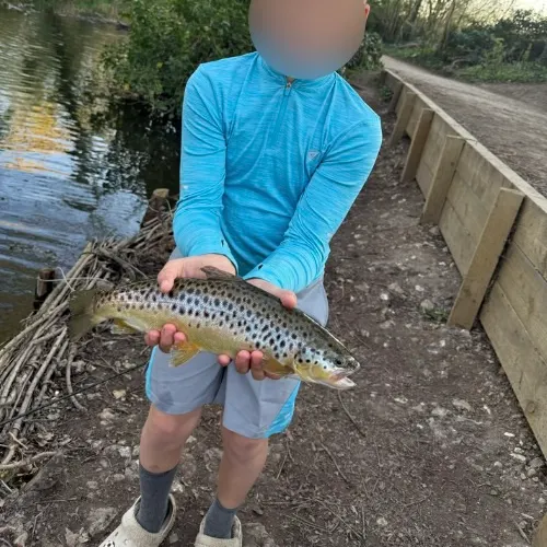 The most recent Lake trout catches on Fishbrain