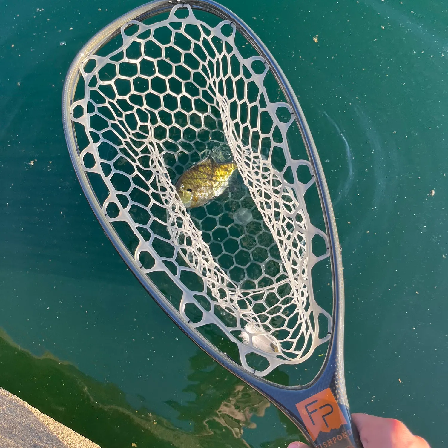 Bluegill caught on Fishbrain