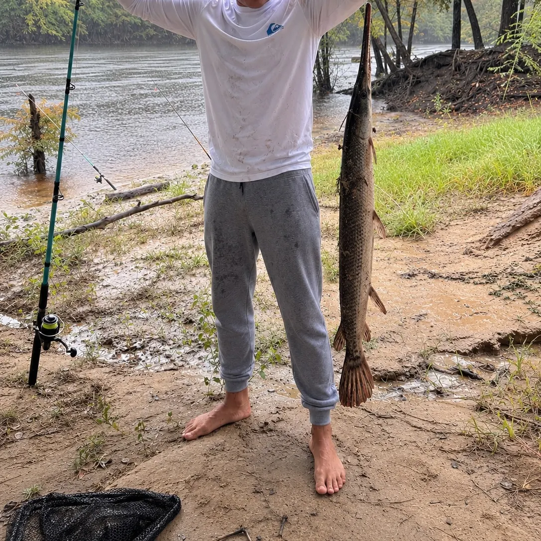 Florida gar caught on Fishbrain