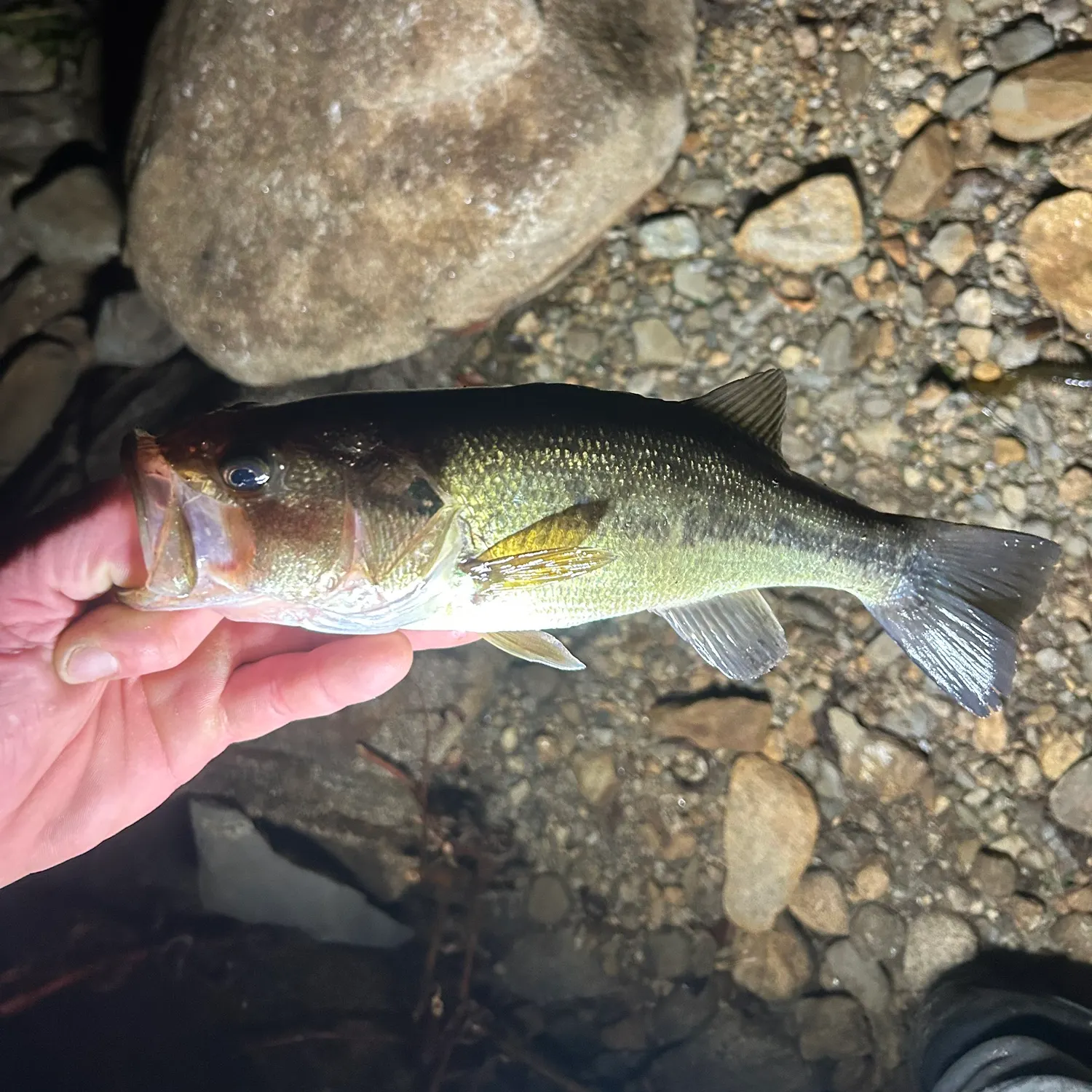 Largemouth bass caught on Fishbrain