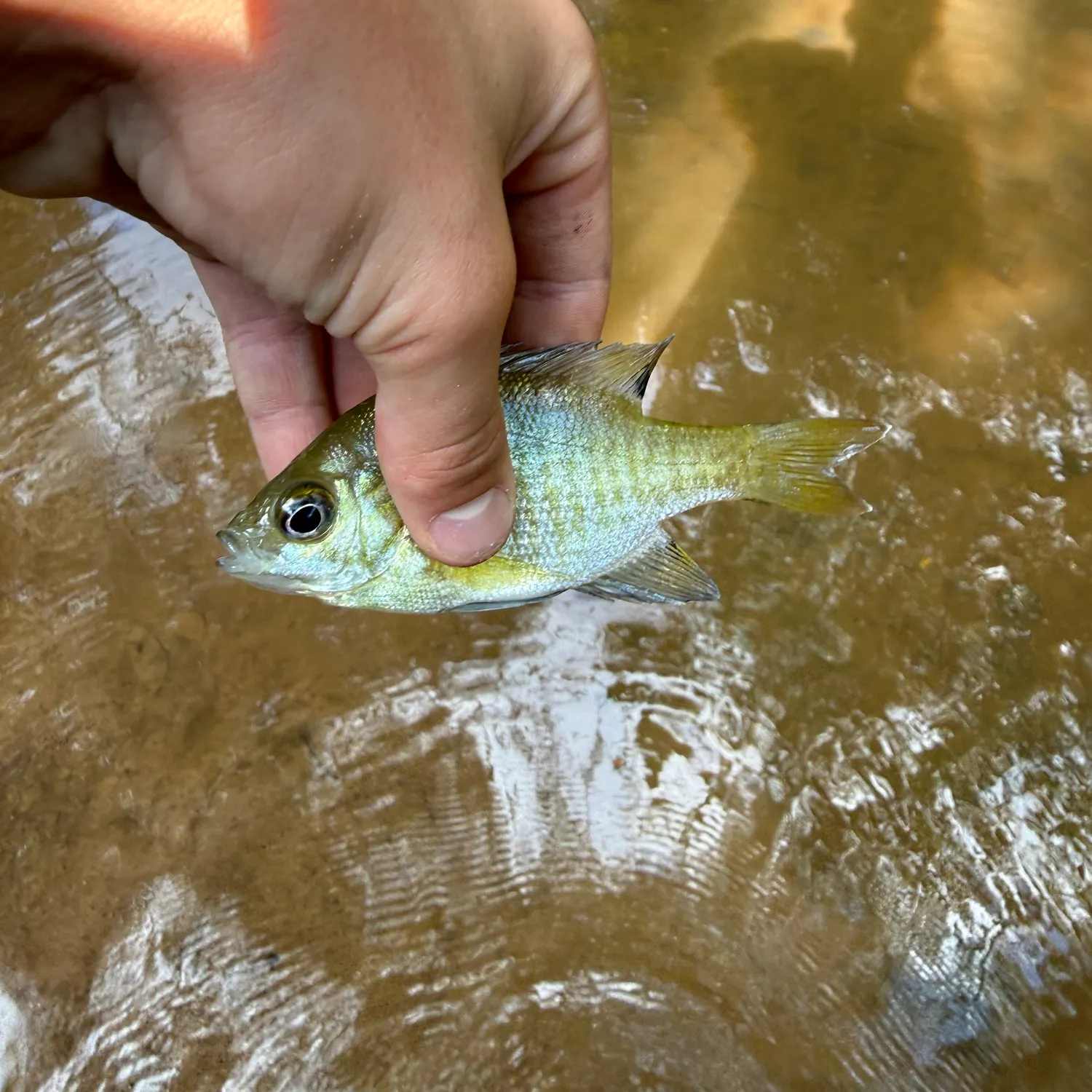 Bluegill caught on Fishbrain