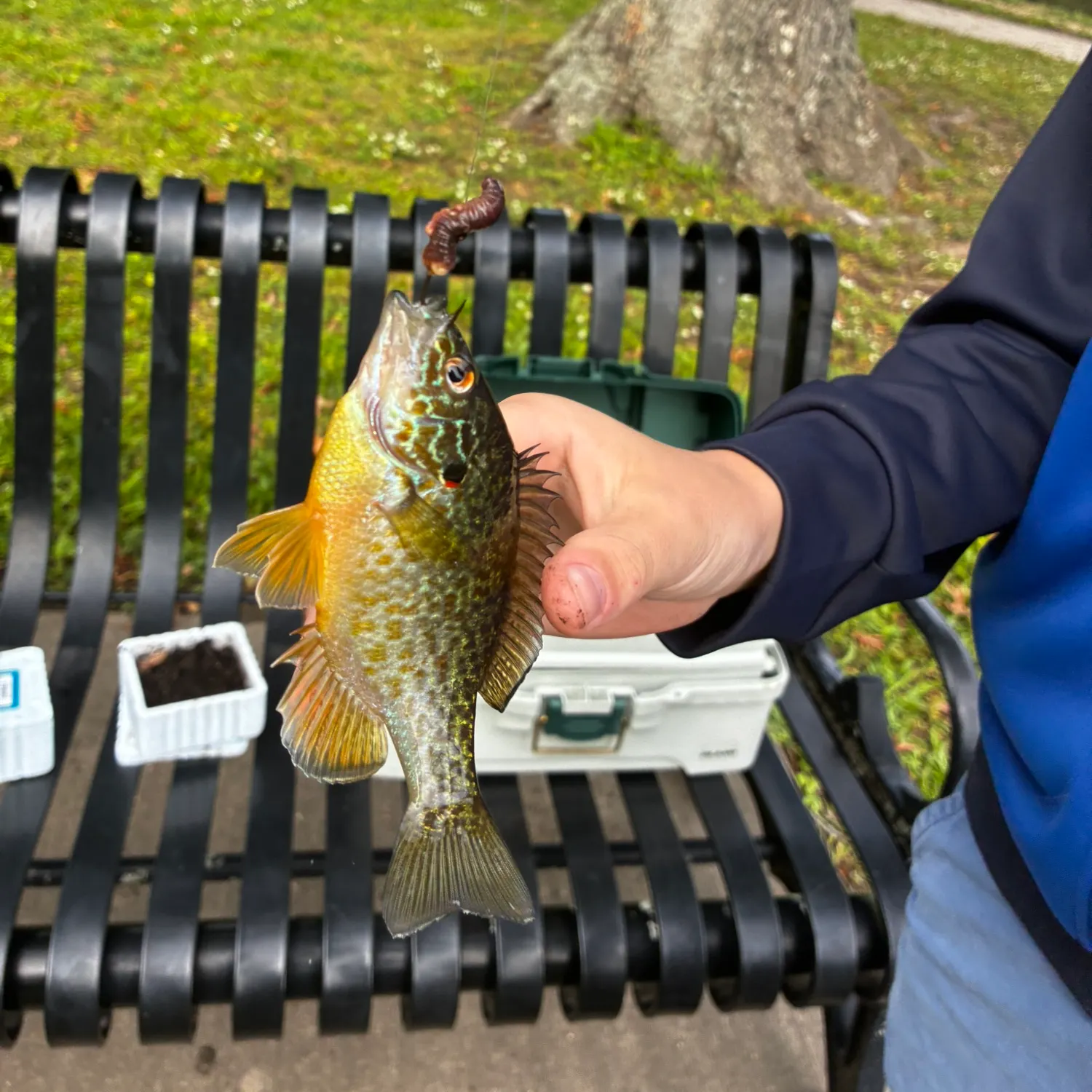 Pumpkinseed caught on Fishbrain