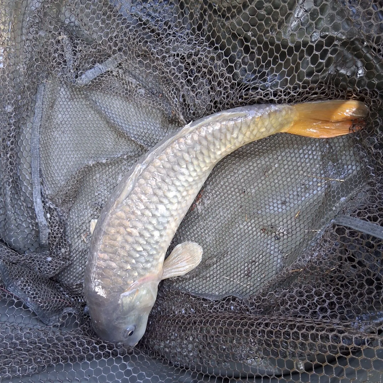 Common carp caught on Fishbrain