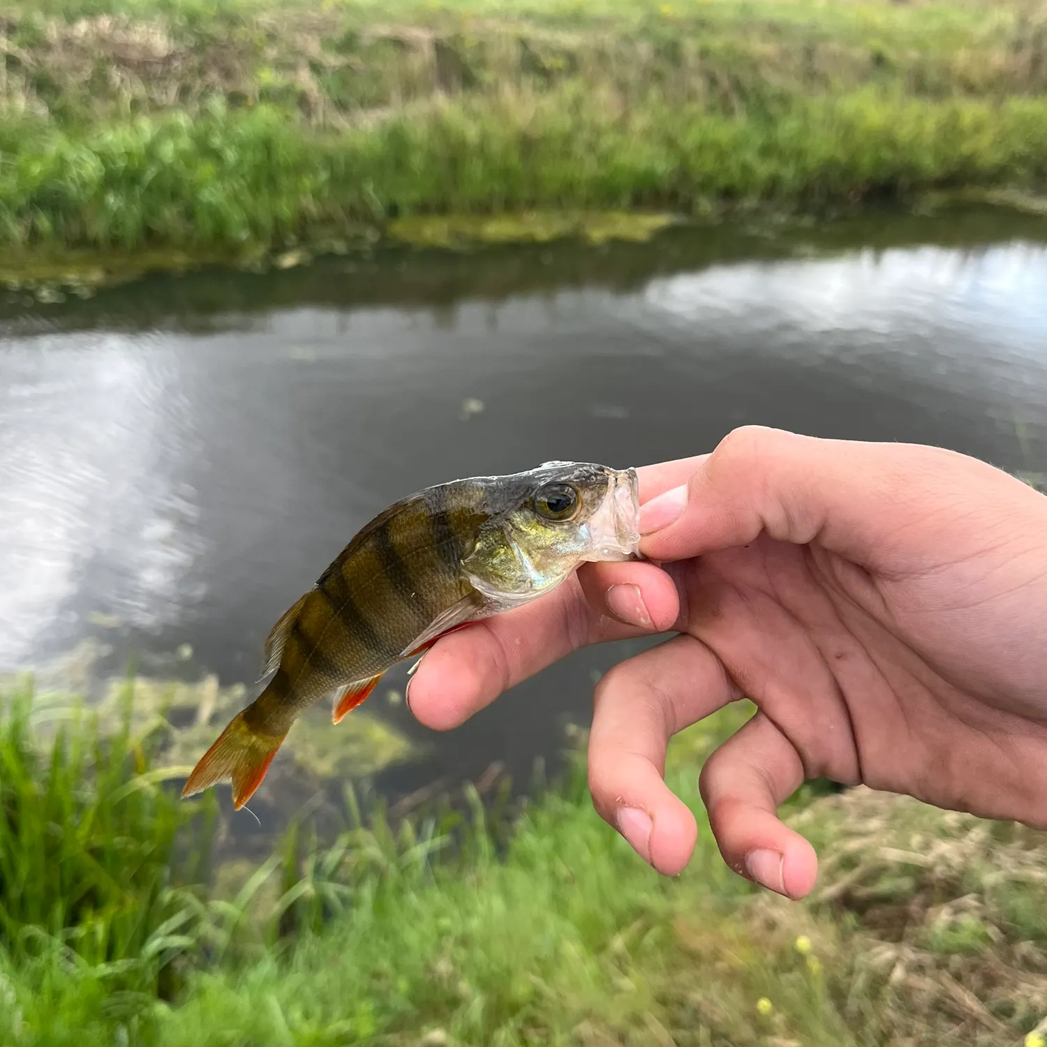 European perch caught on Fishbrain