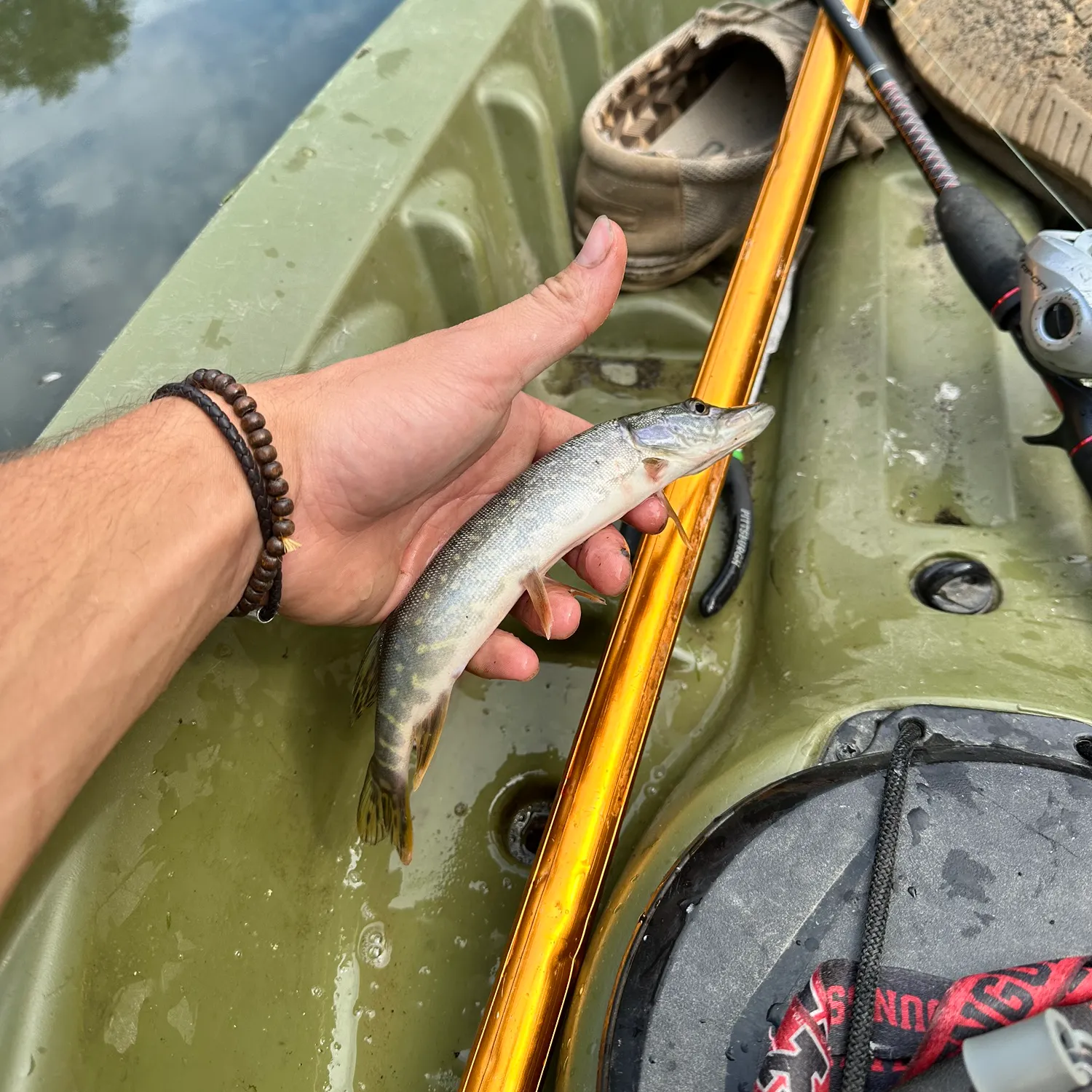 Northern pike caught on Fishbrain