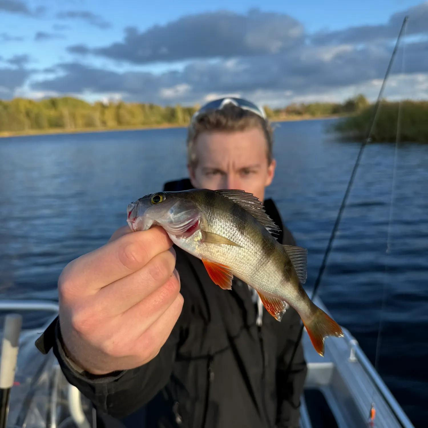 European perch caught on Fishbrain