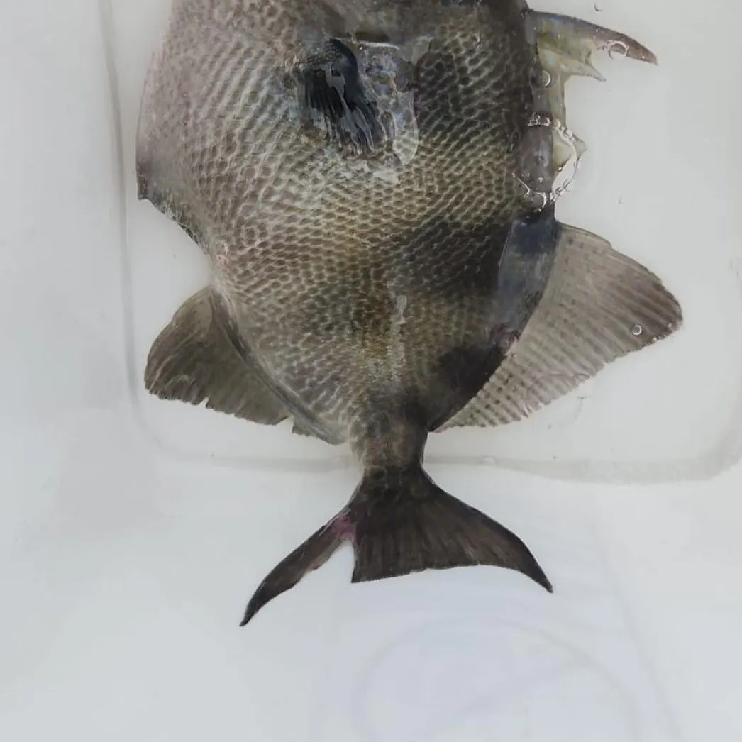The most recent Grey triggerfish catches on Fishbrain