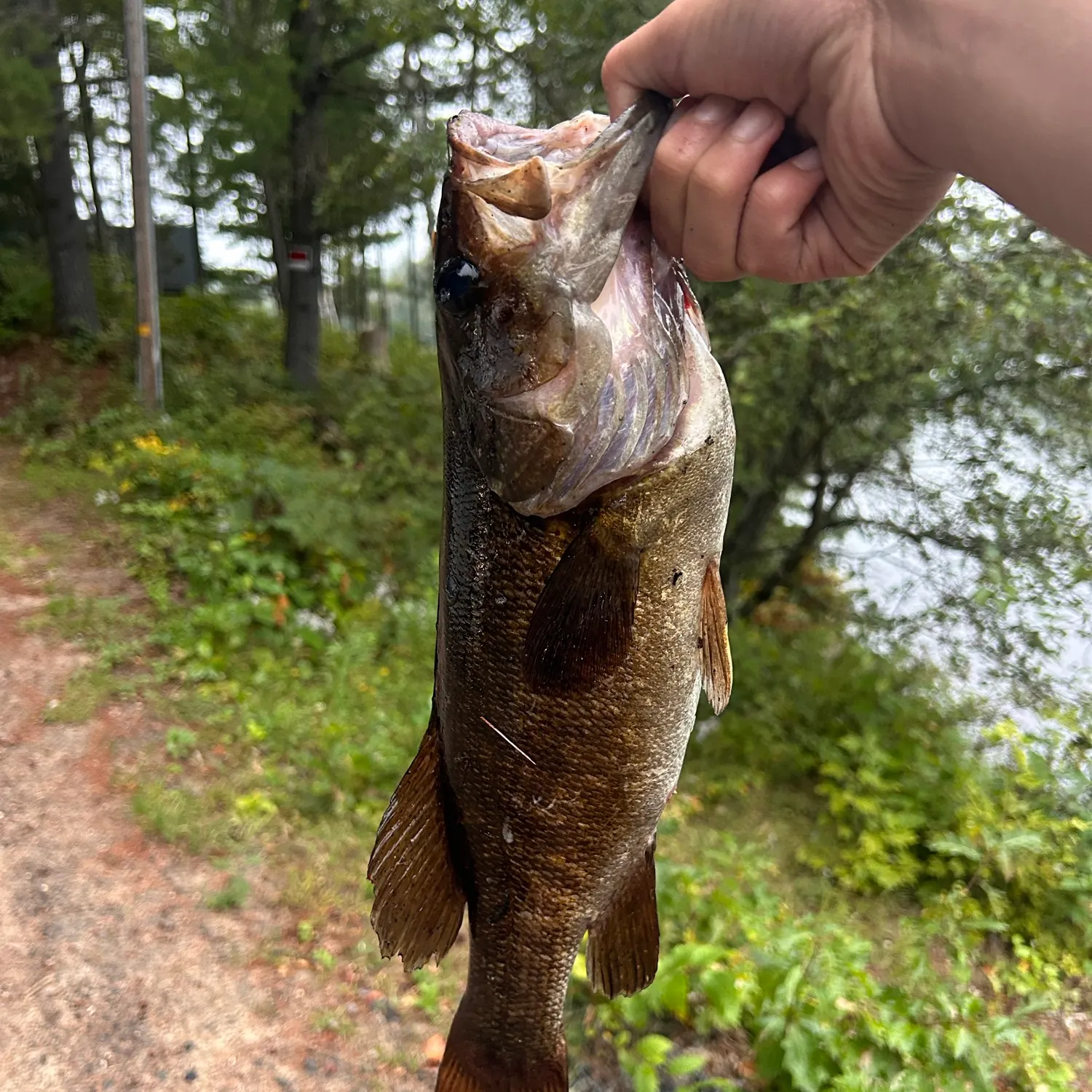 Smallmouth bass caught on Fishbrain