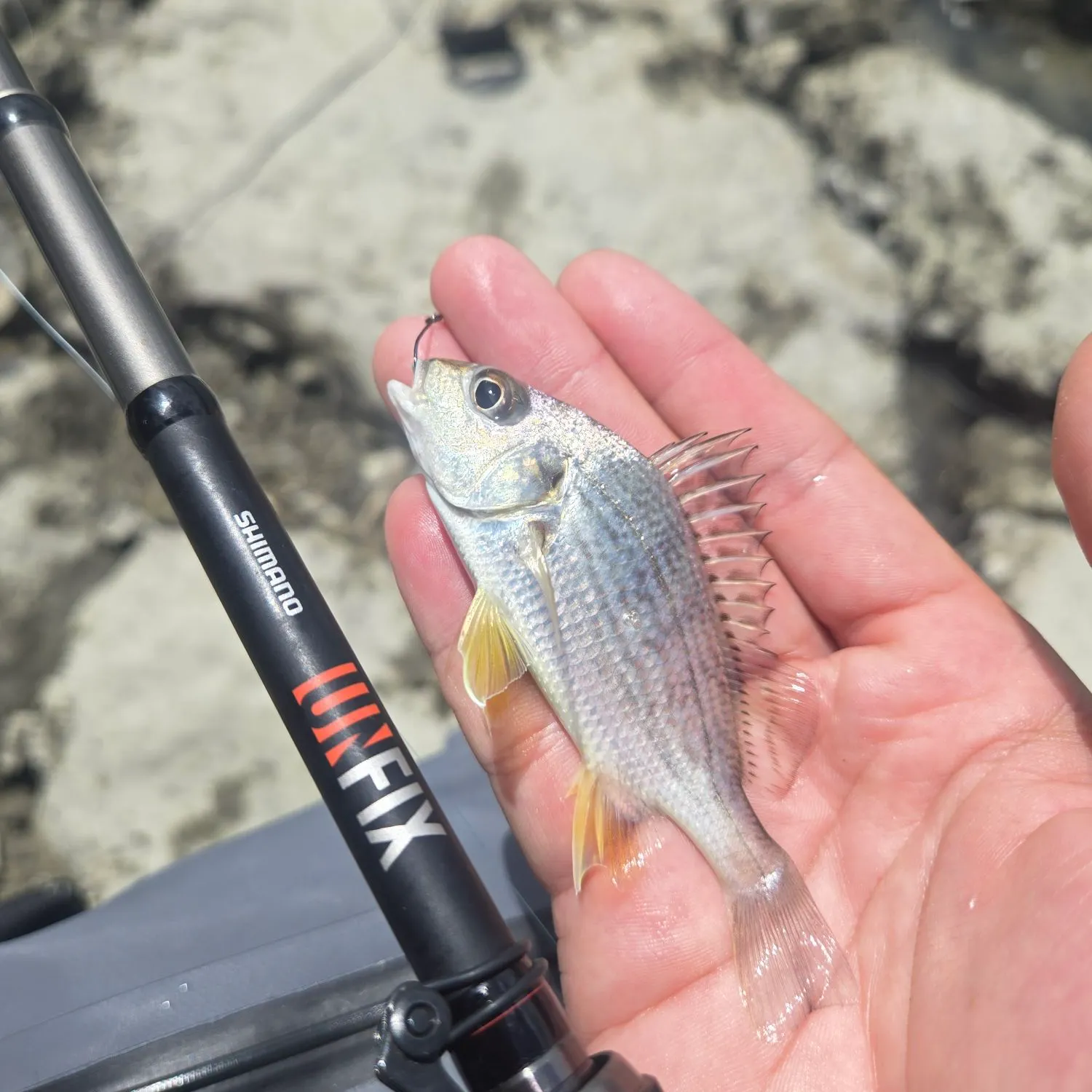 The most recent Yellowfin mojarra catches on Fishbrain