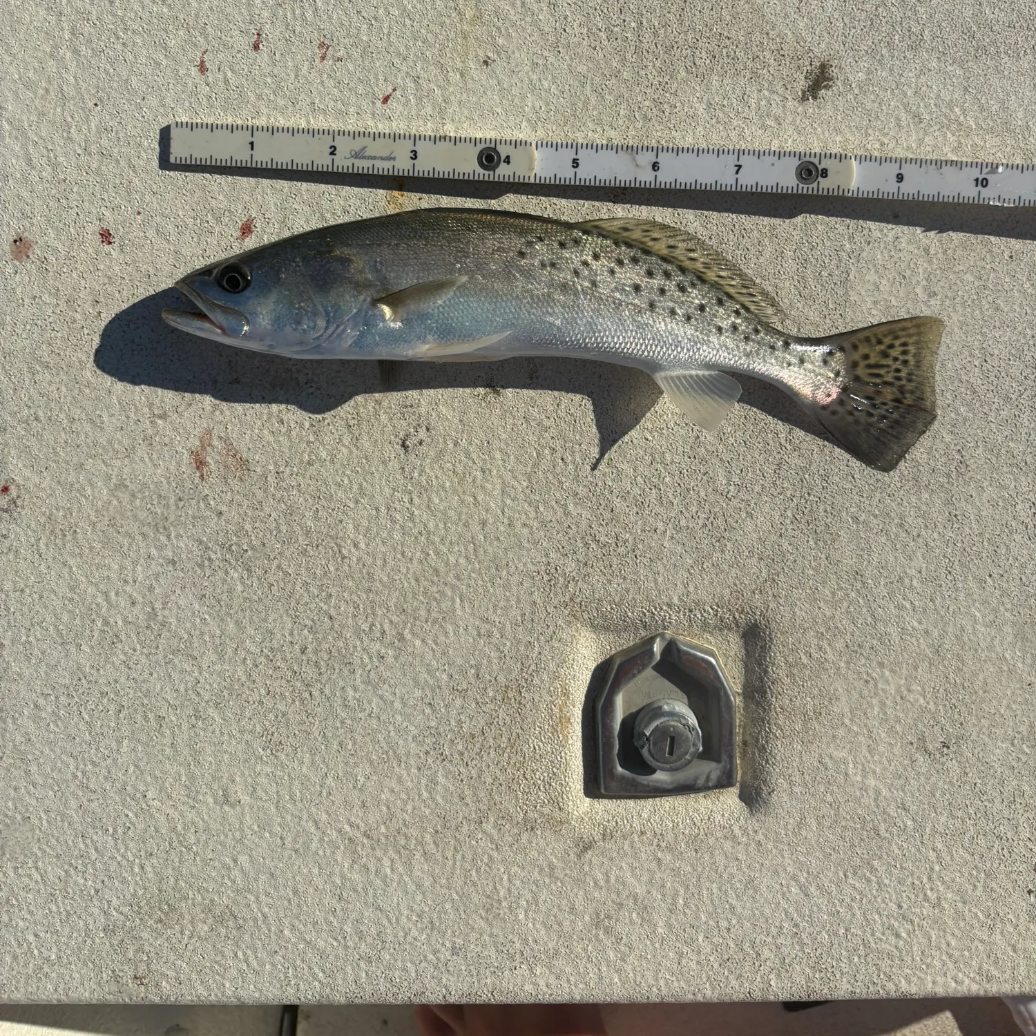 Spotted seatrout caught on Fishbrain