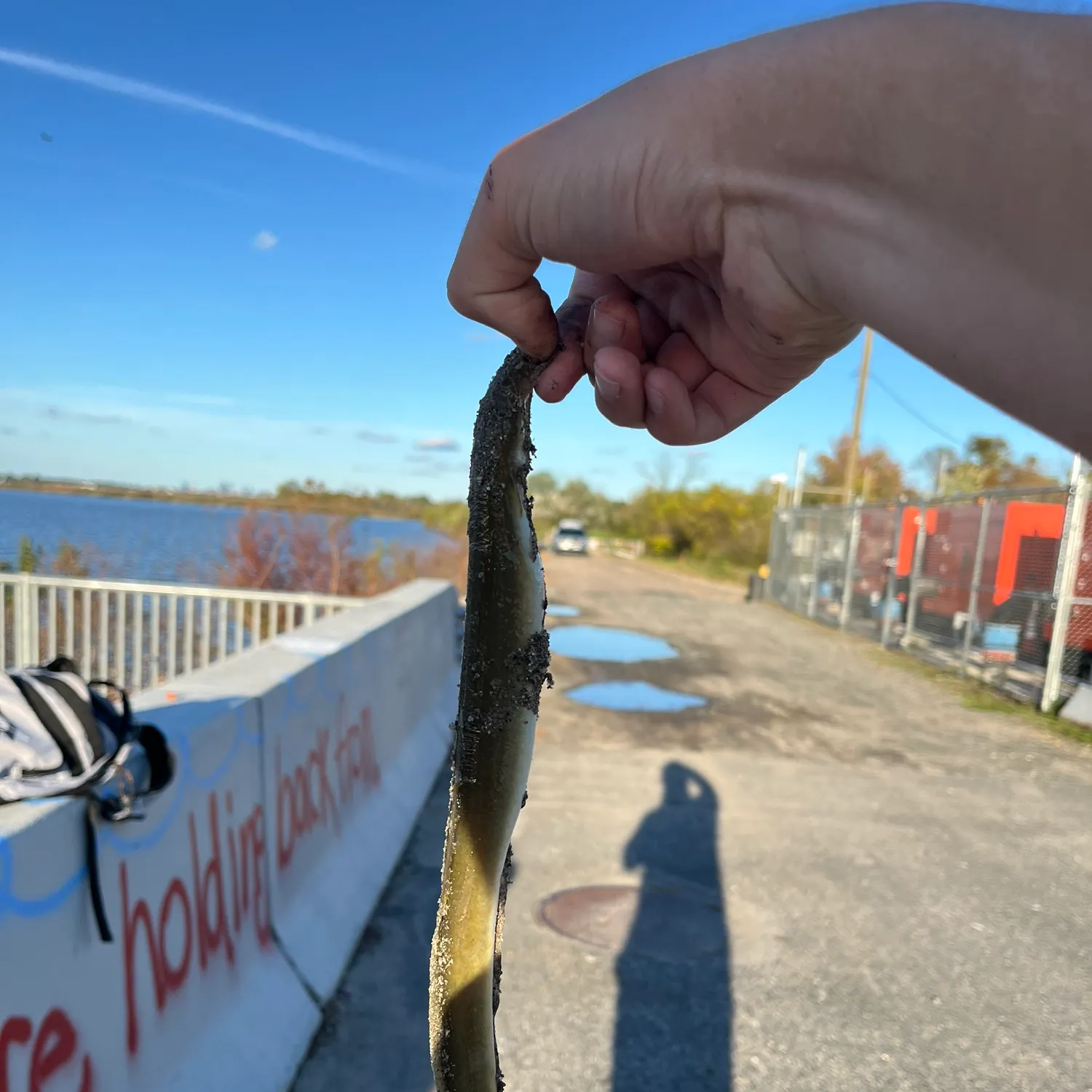 American eel caught on Fishbrain