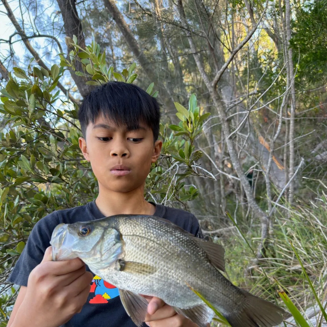 The most recent Estuary perch catches on Fishbrain