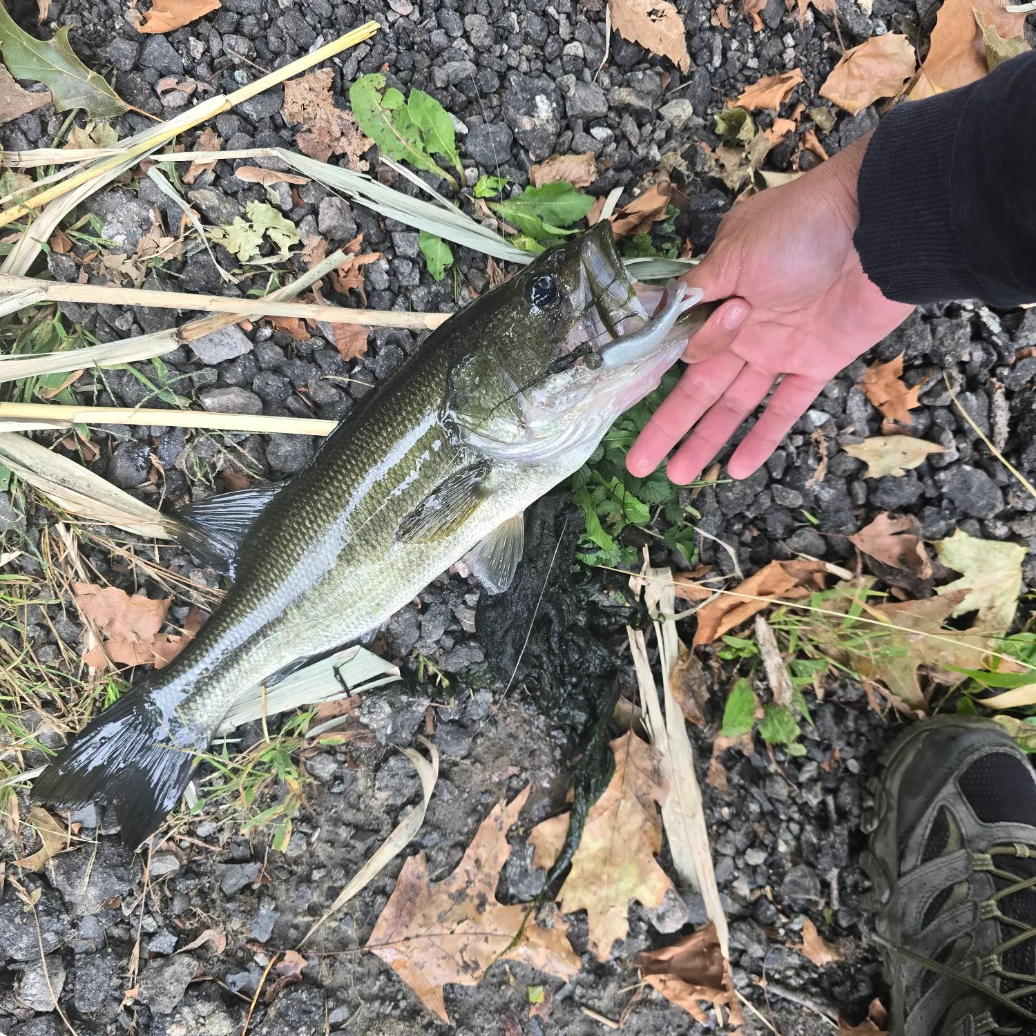Largemouth bass caught on Fishbrain