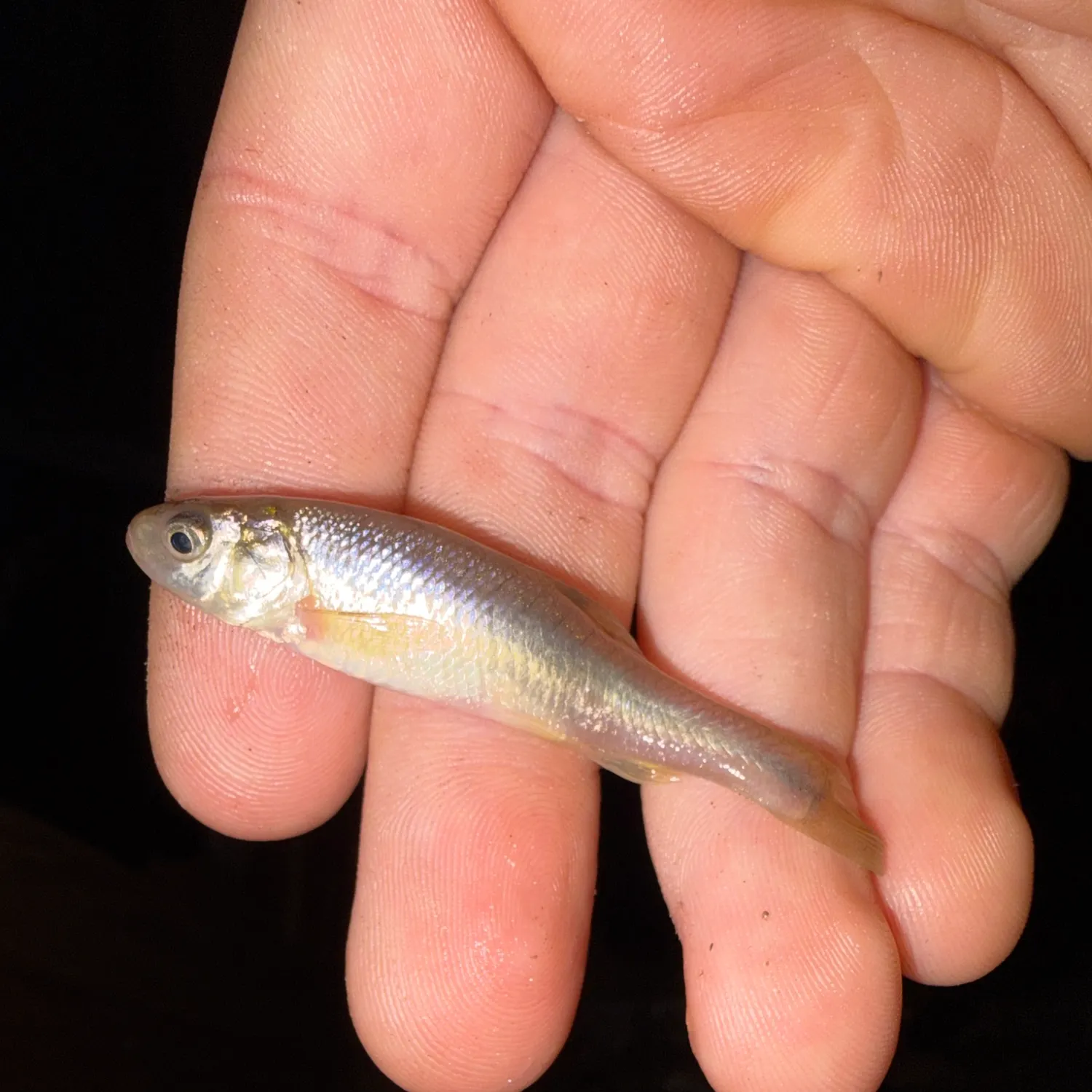 The most recent Common shiner catches on Fishbrain