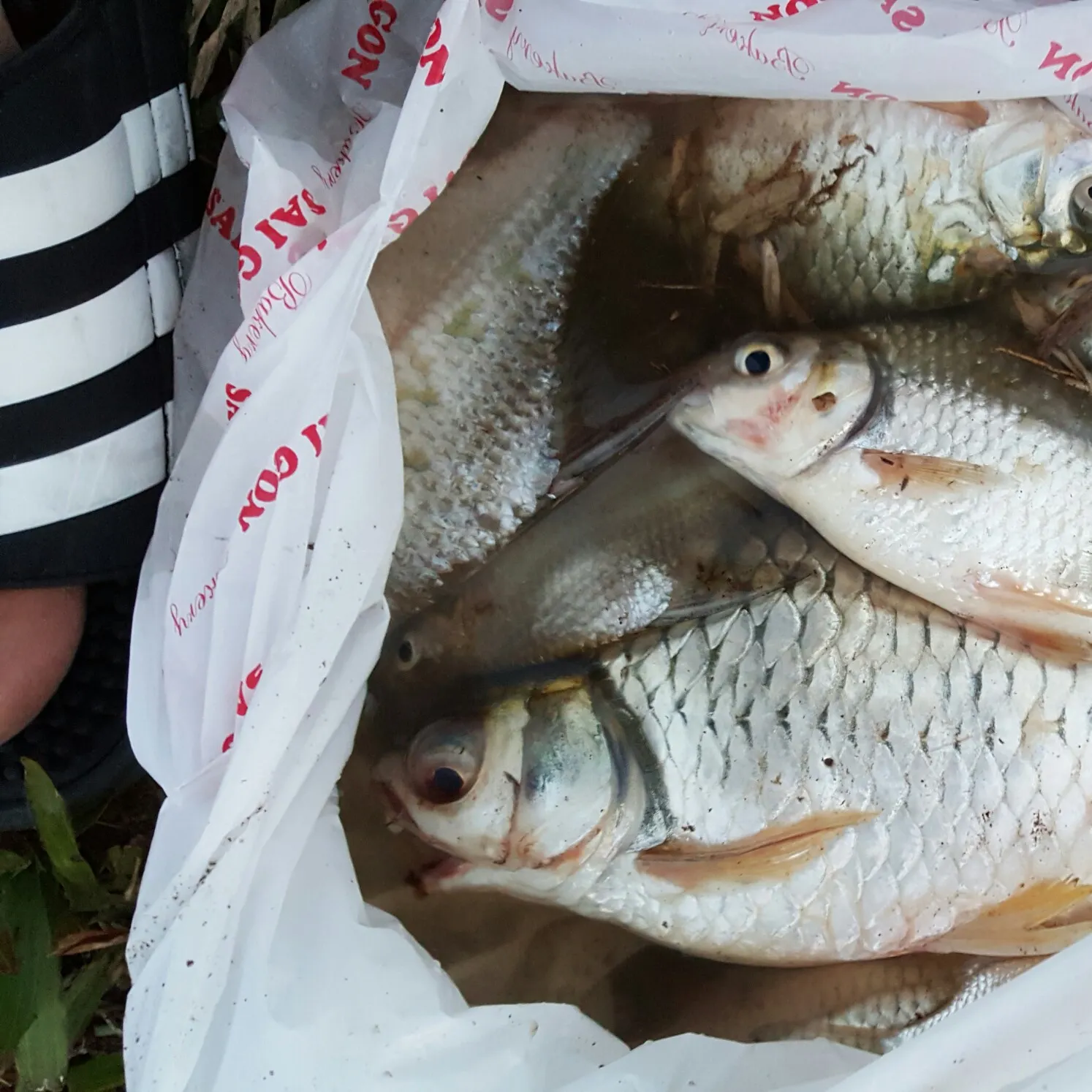 recently logged catches