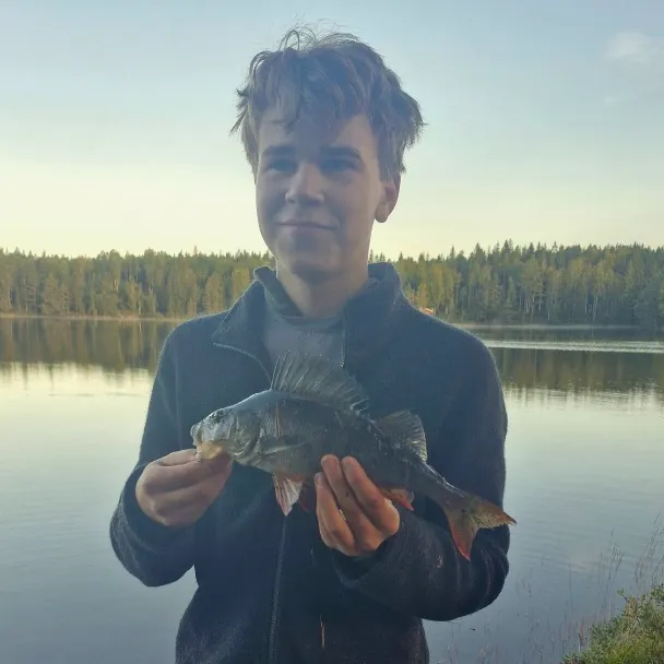 European perch caught on Fishbrain