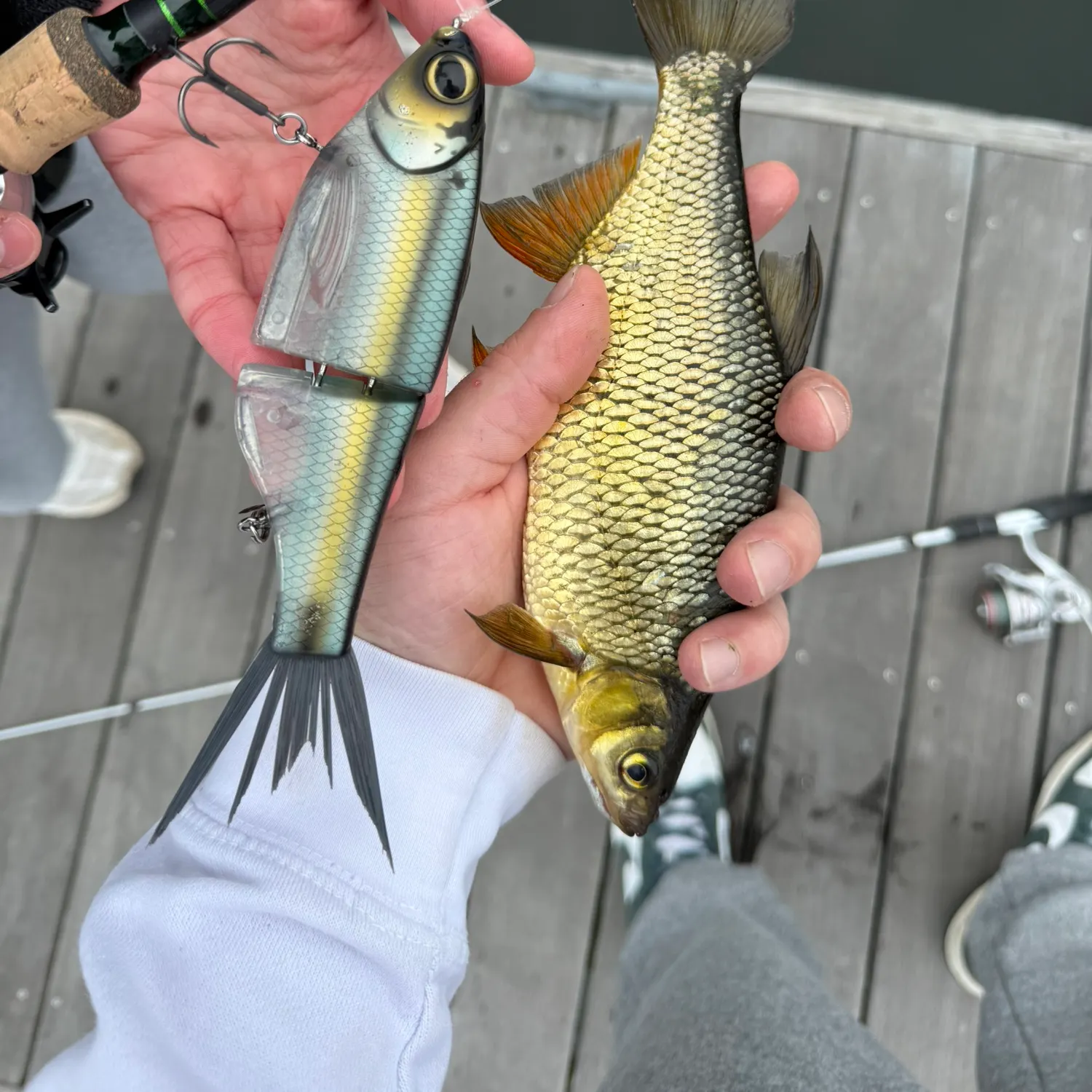 The most recent Golden shiner catches on Fishbrain