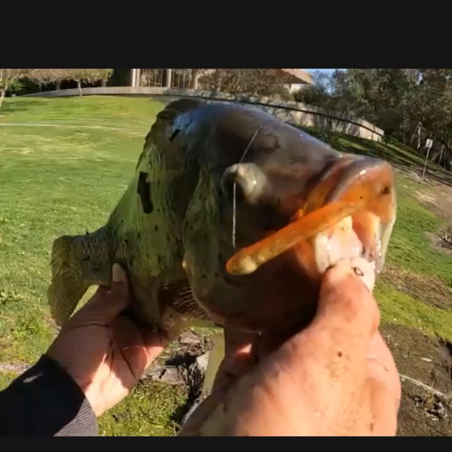 catch