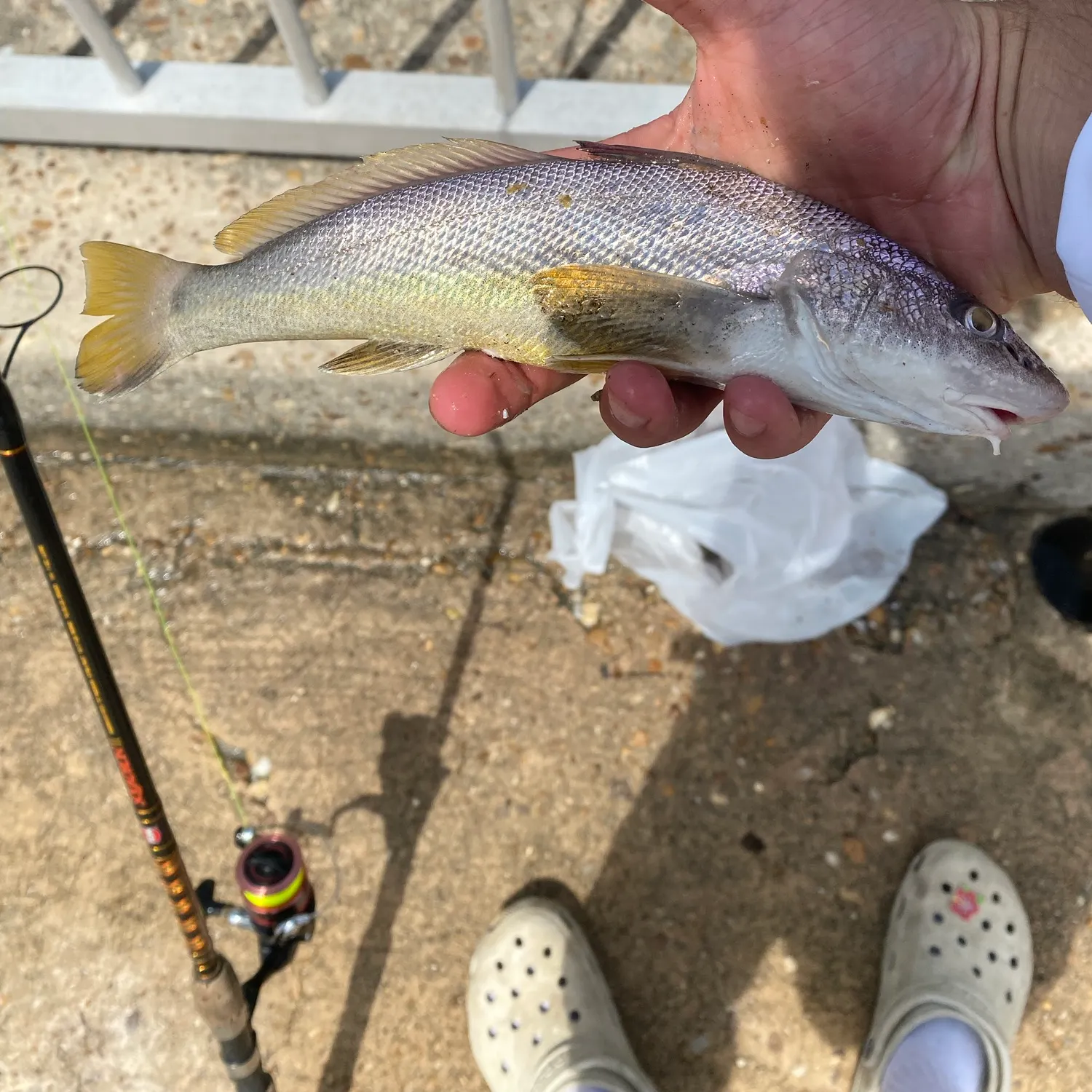 Southern kingcroaker caught on Fishbrain