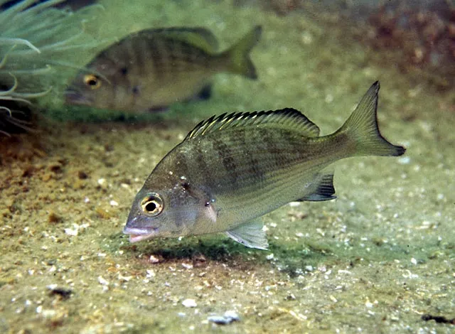 Blackhead seabream