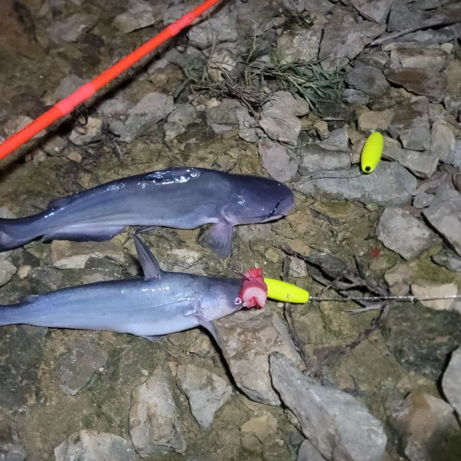 Blue catfish caught on Fishbrain