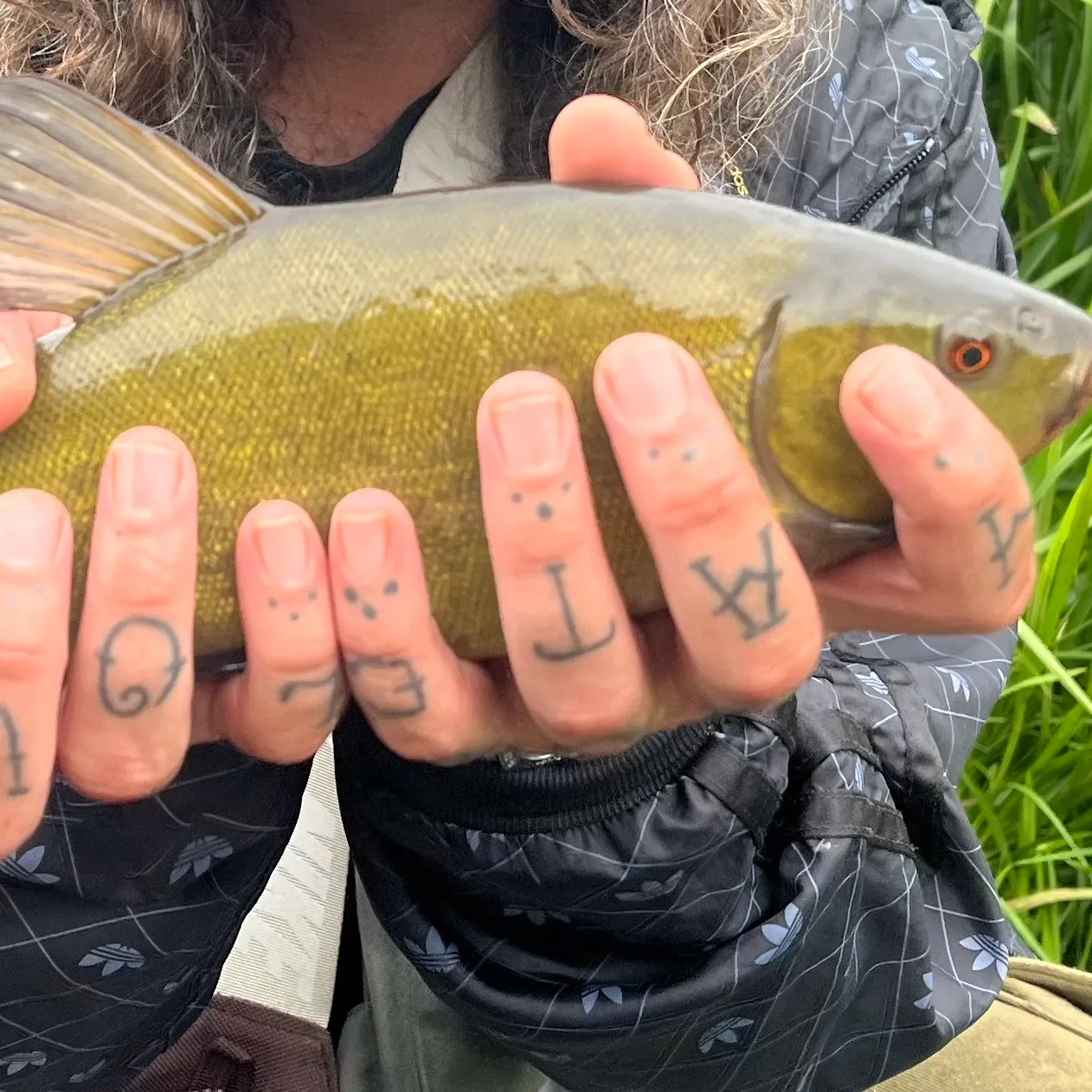 Tench caught on Fishbrain